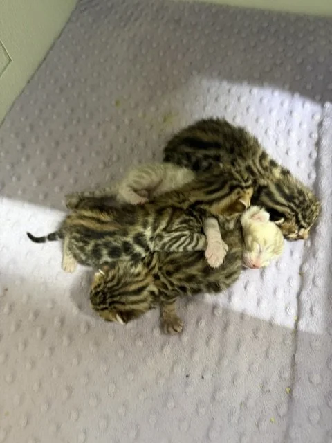 Three males one female