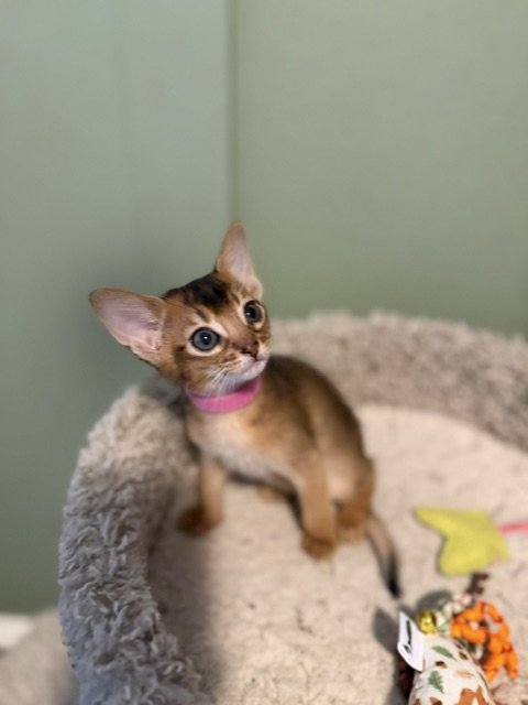 Pink Collar Female 
