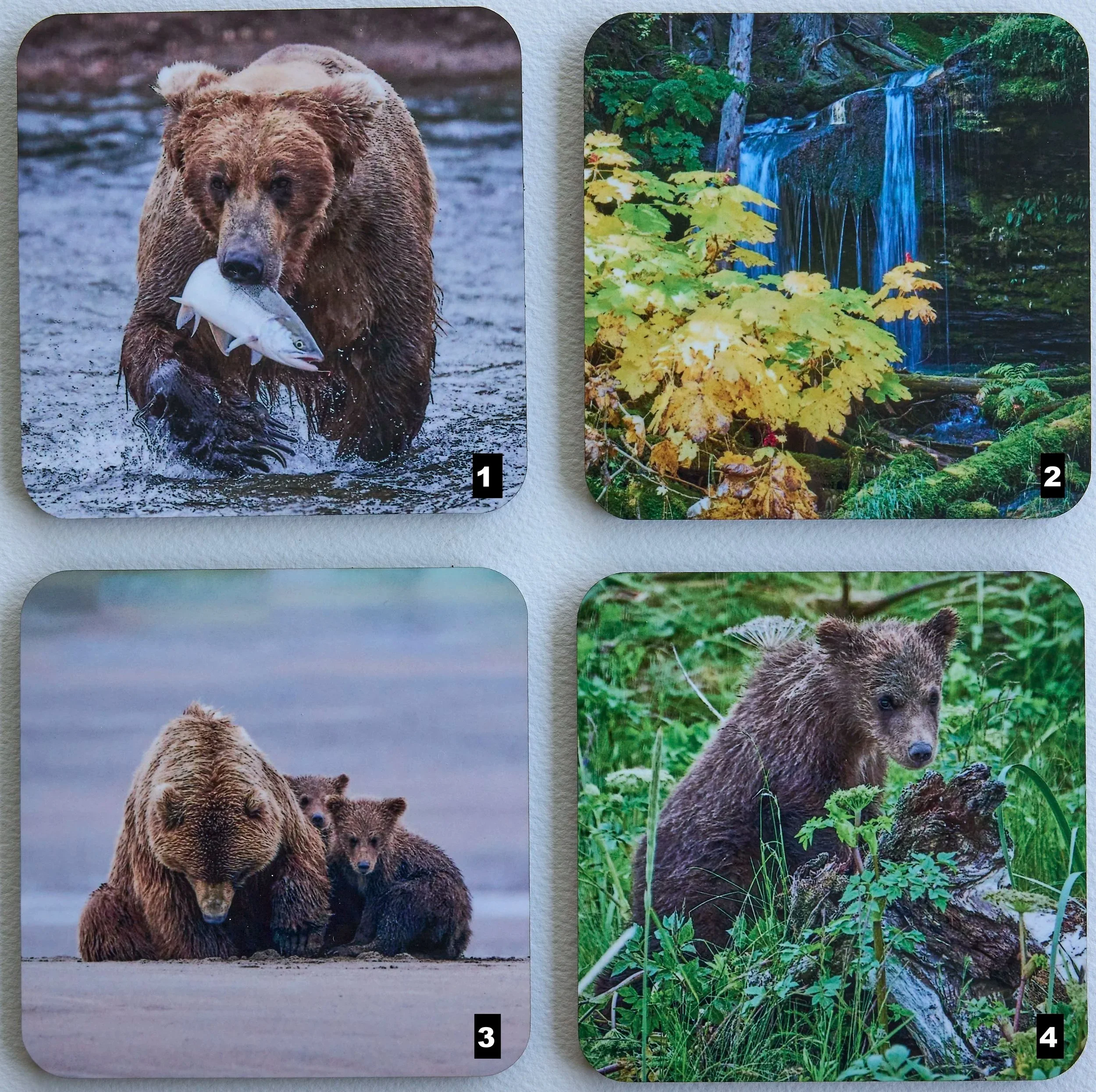 Fern Falls, Alaskan Brown Bears