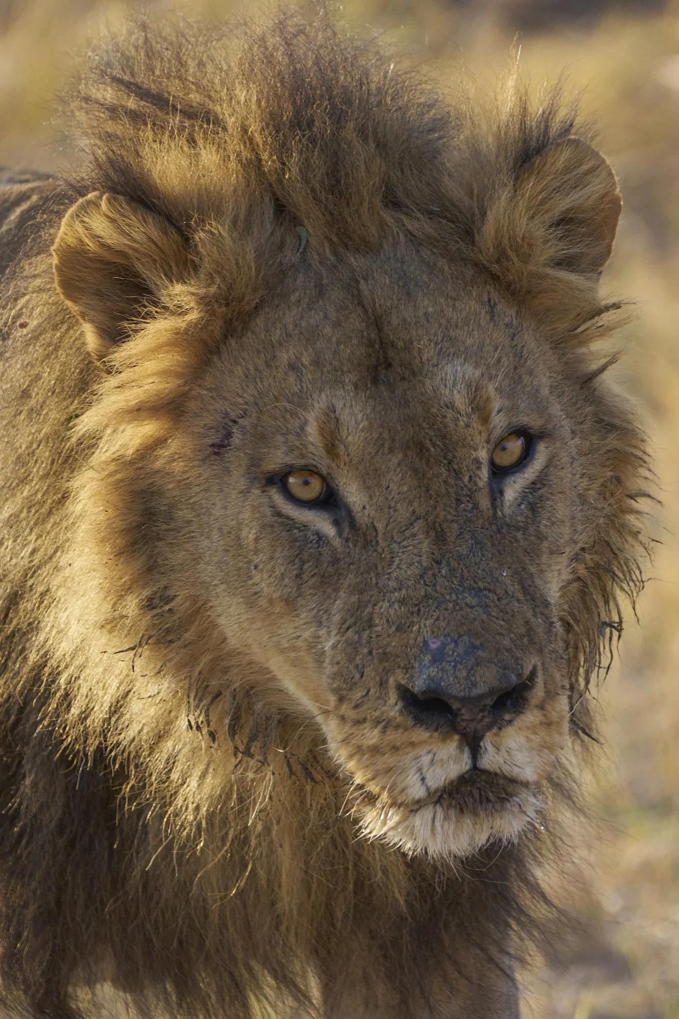 Close-up of a young male lion's face with intense yellow eyes and a mane beginning to grow.