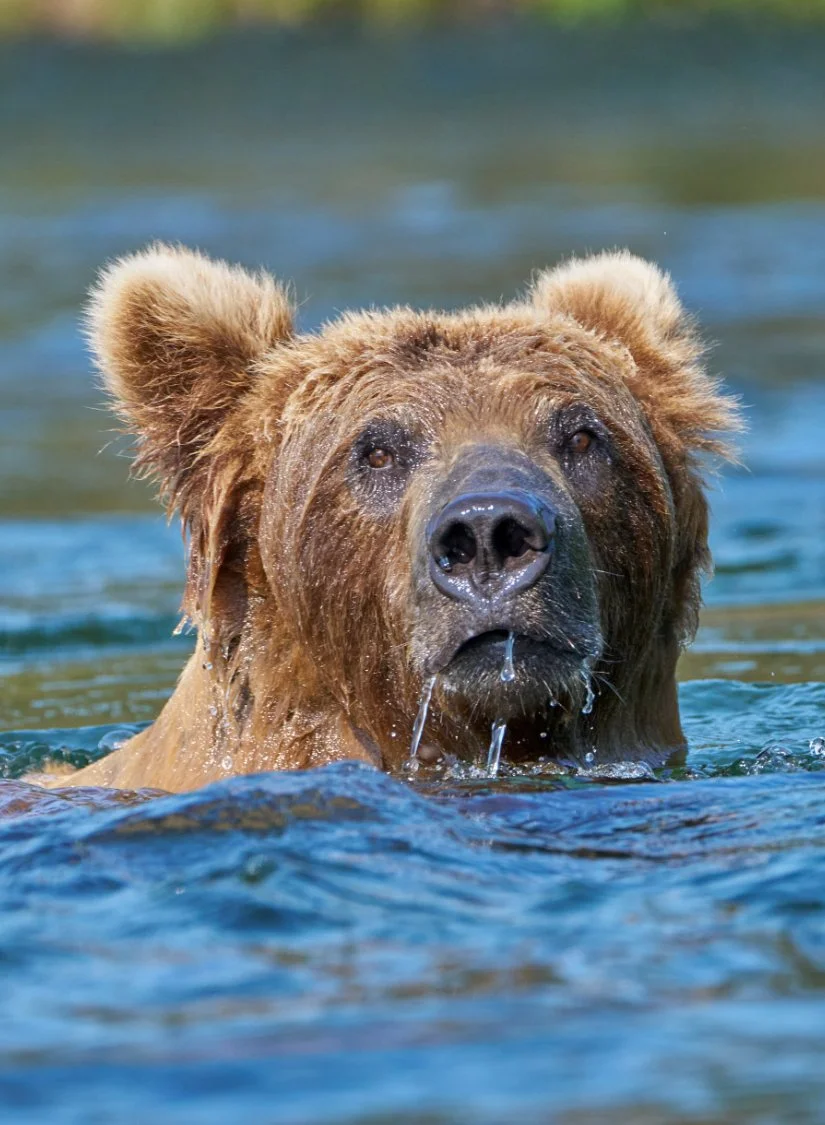 A brown bear swimming in a body of water, with water dripping from its chin.