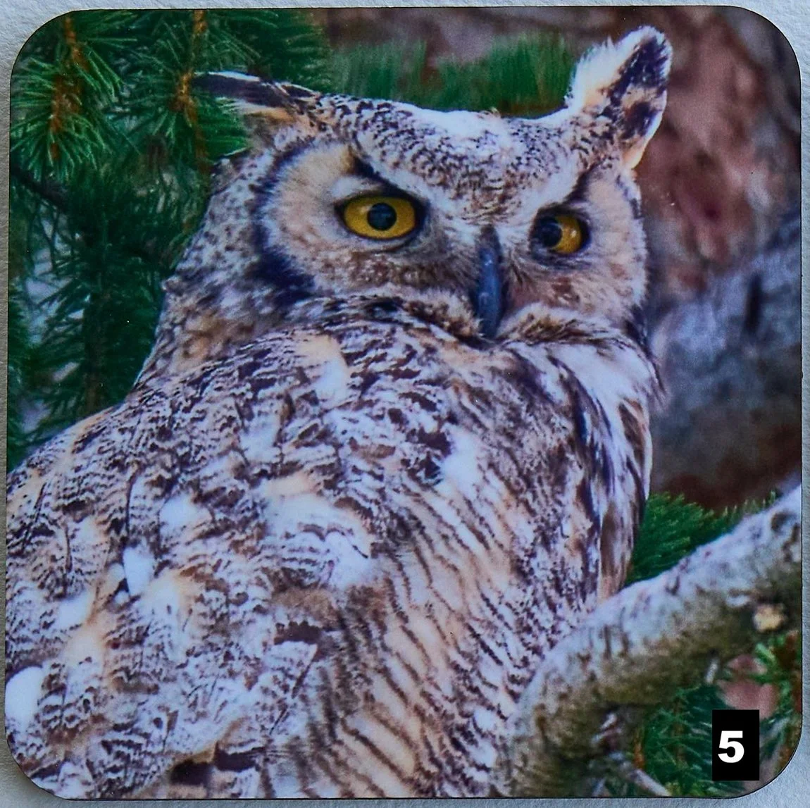 DSC04111-owl.jpg