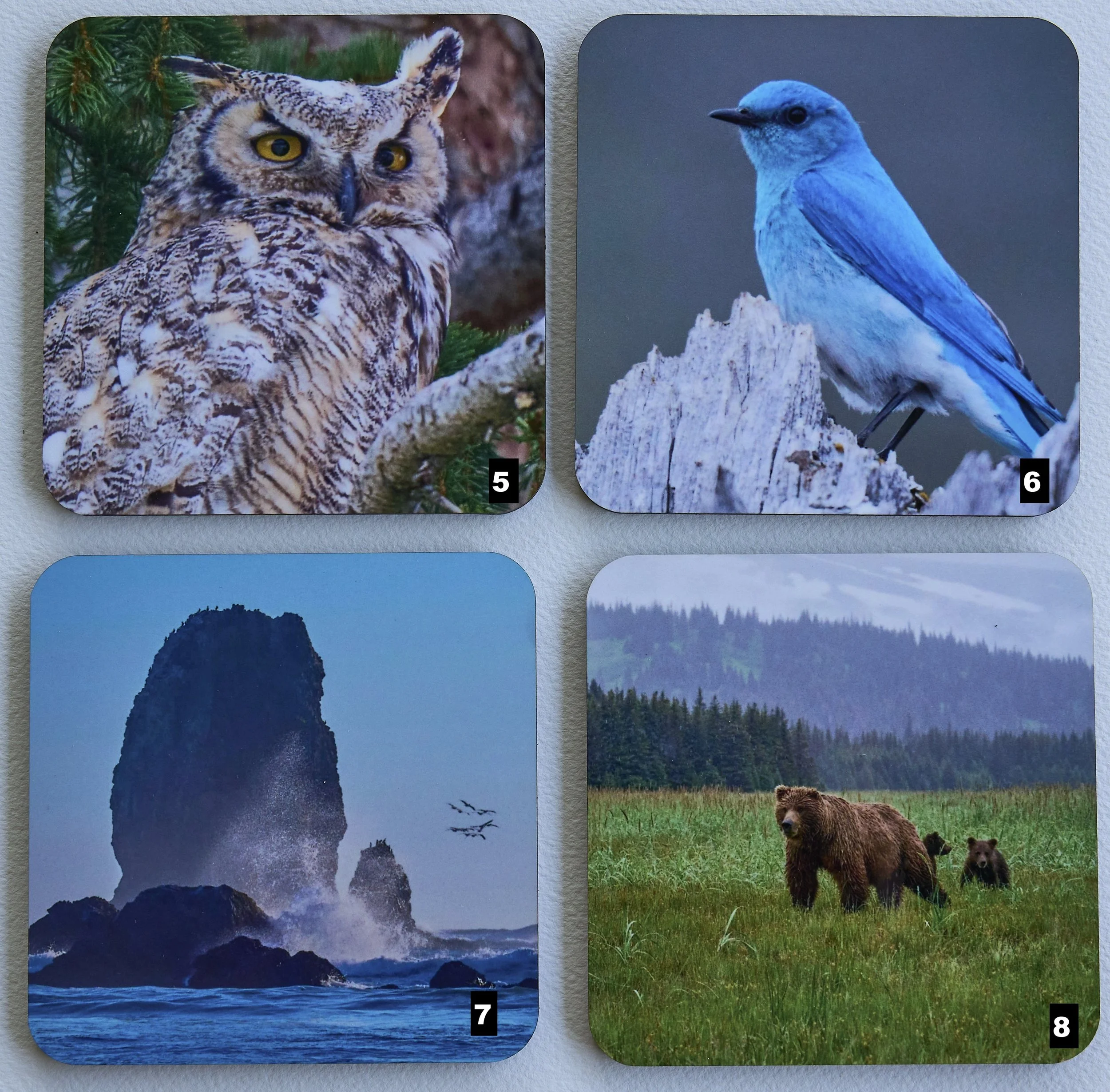 Mountain Blue Bird, Owl, Cannon Beach, Alaskan Brown Bear