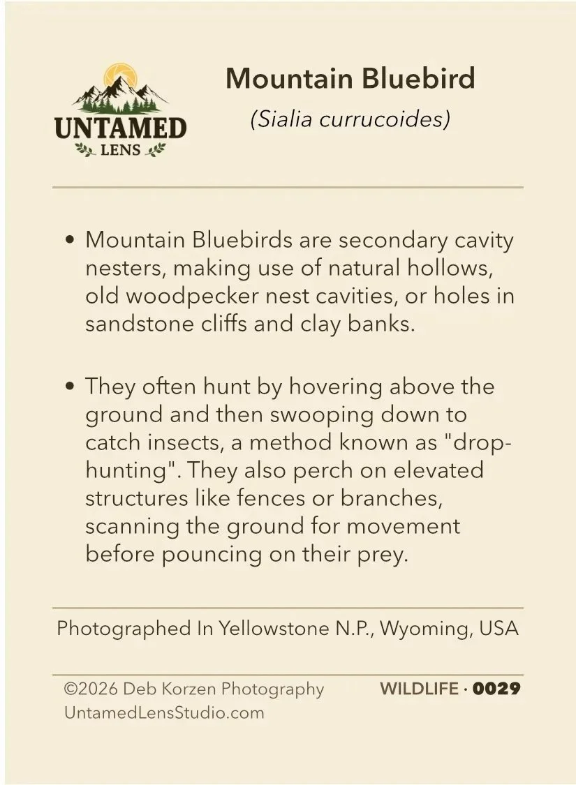 WILDLIFE%2B0029%2BMountain%2BBluebird_BOS00113.jpg