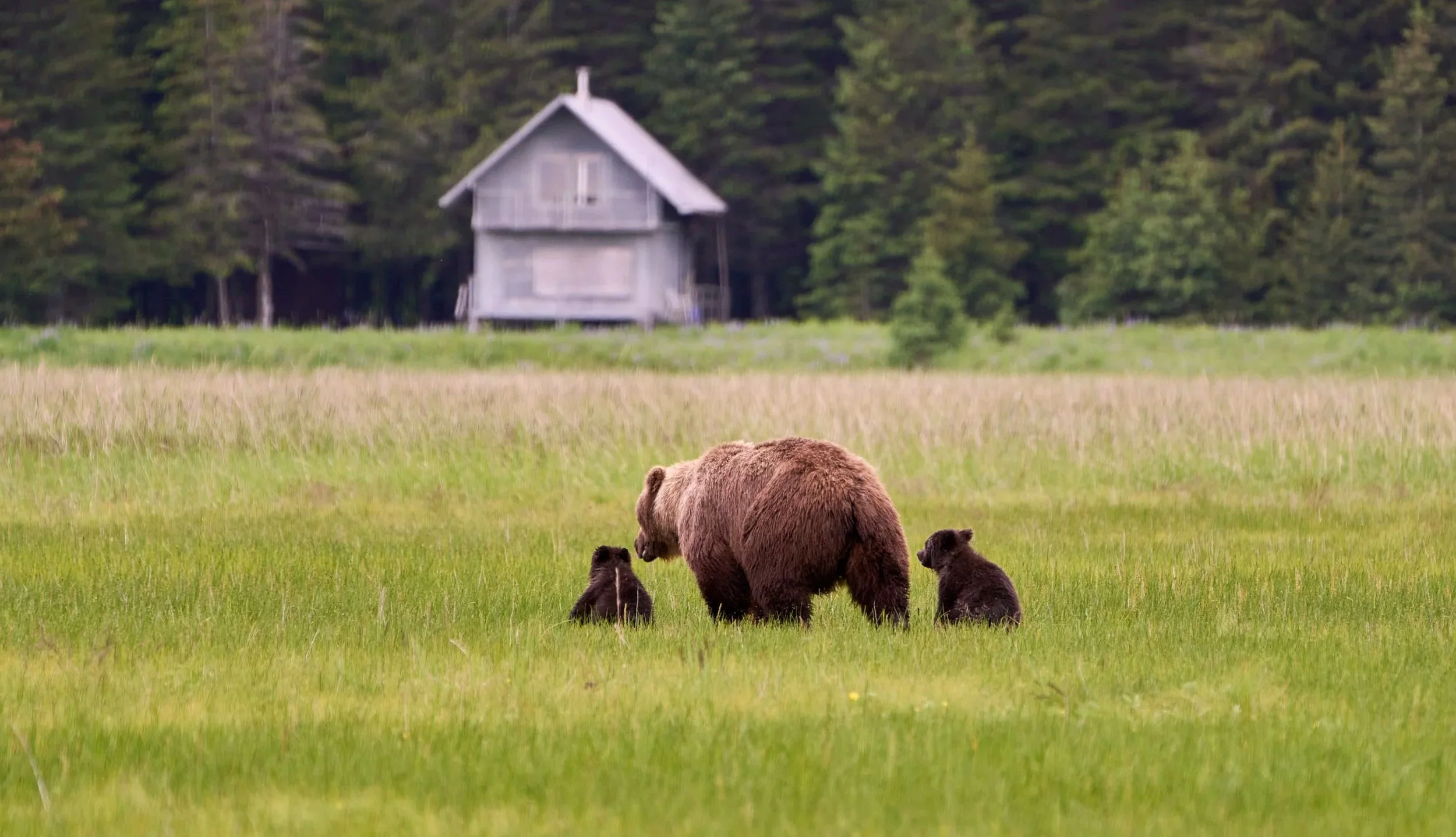 A brown bear with three bear cubs in a grassy field, with a rustic wooden house and forest in the background.
