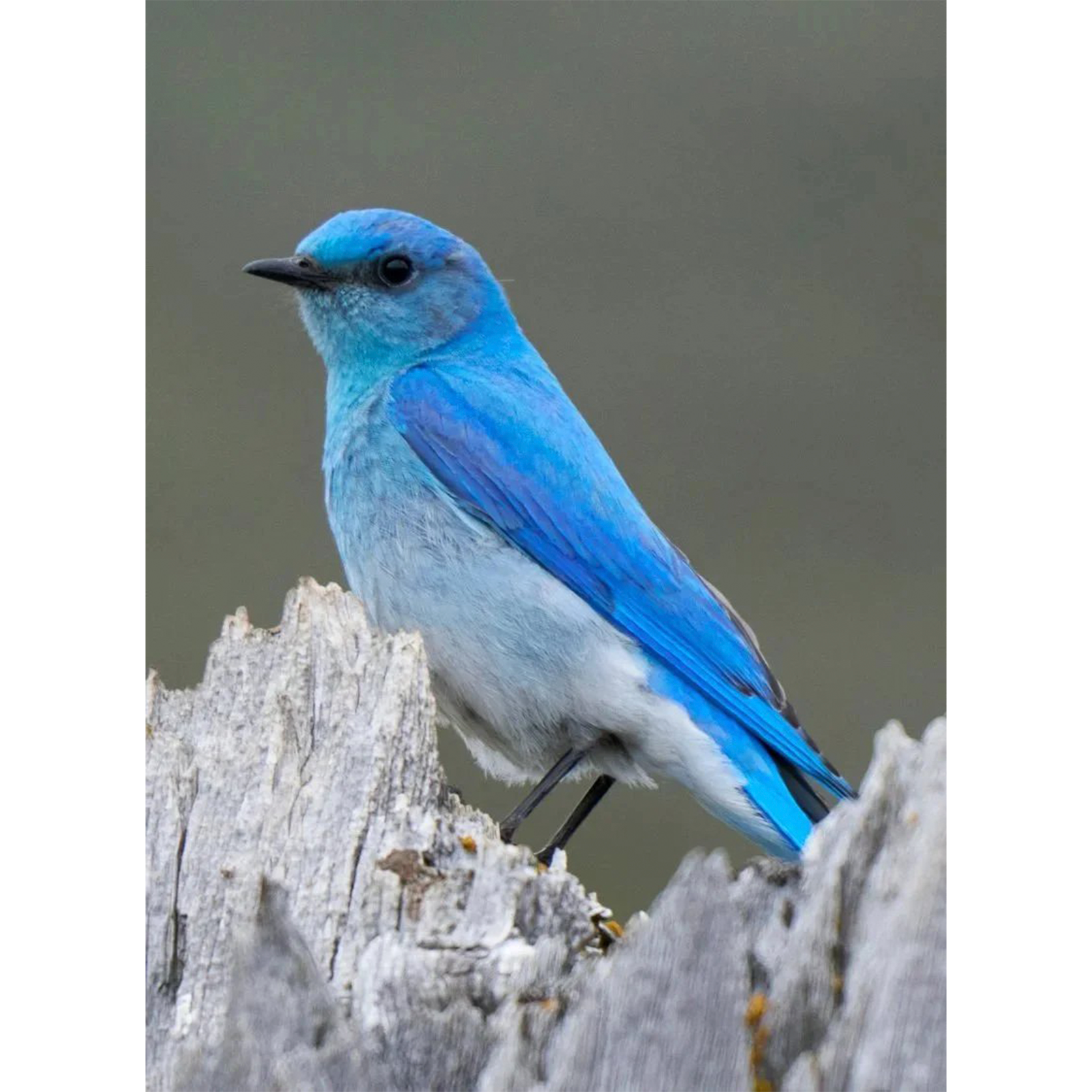 collector-cards-bluebird.png
