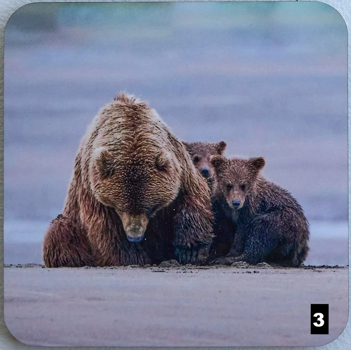 DSC04111-bearcubs.jpg