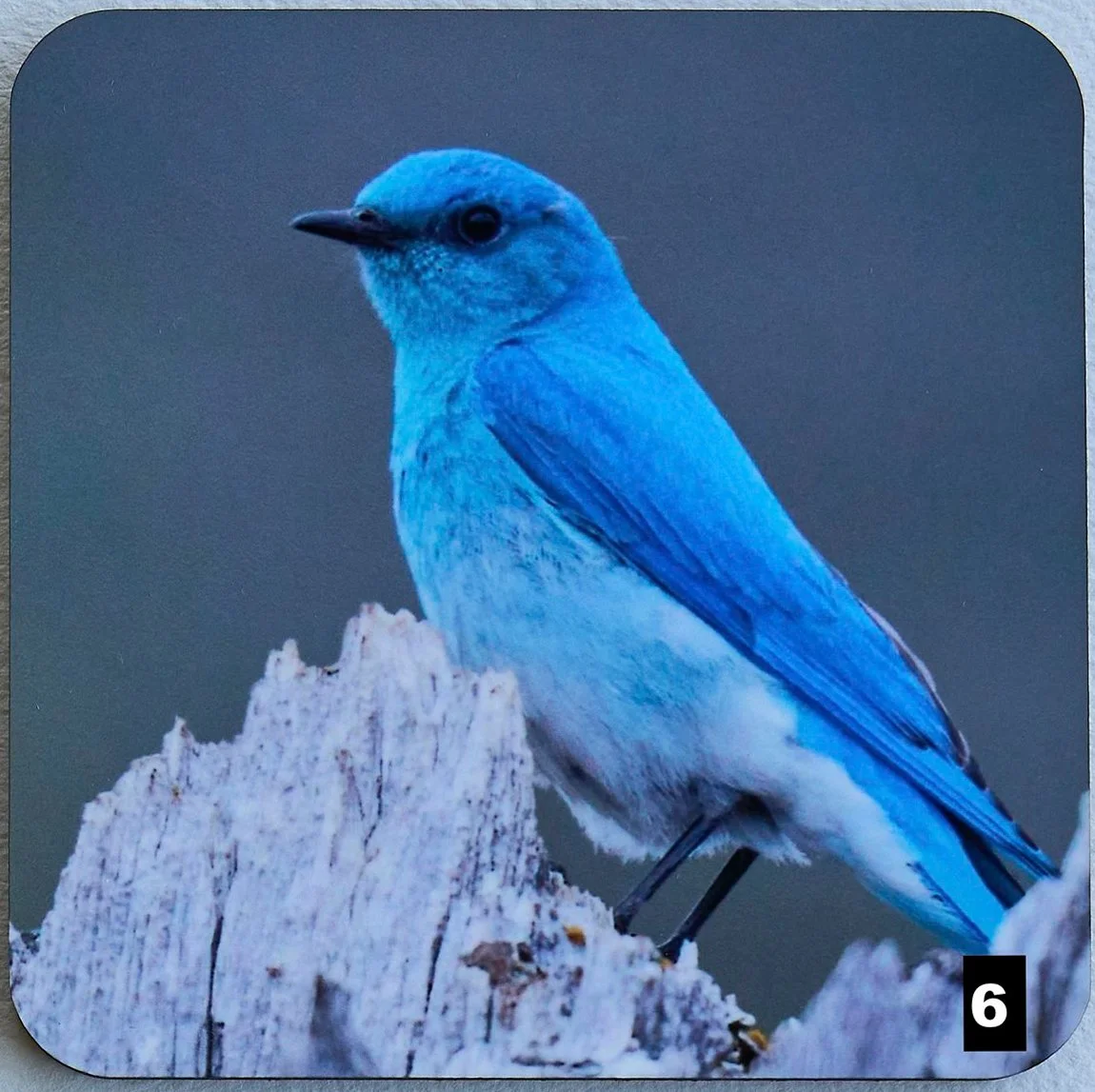 DSC04111-bird.jpg