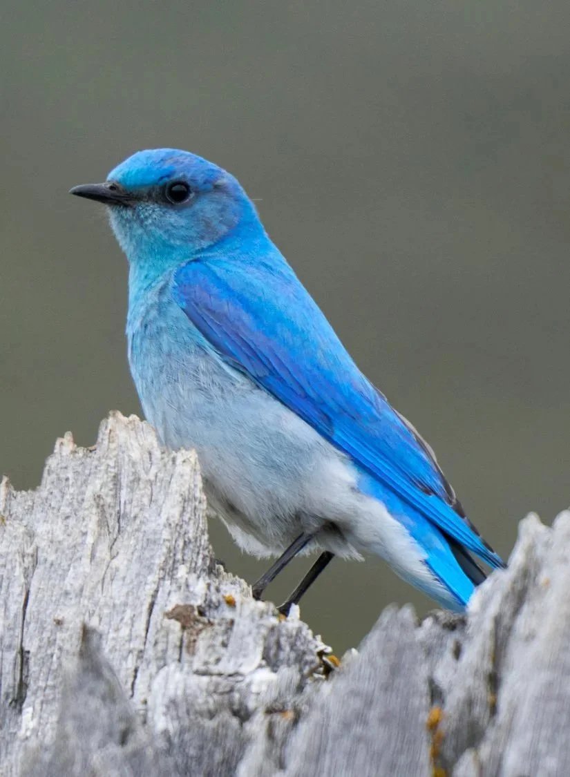 WILDLIFE%2B0029%2BMountain%2BBluebird_BOS00113.jpg