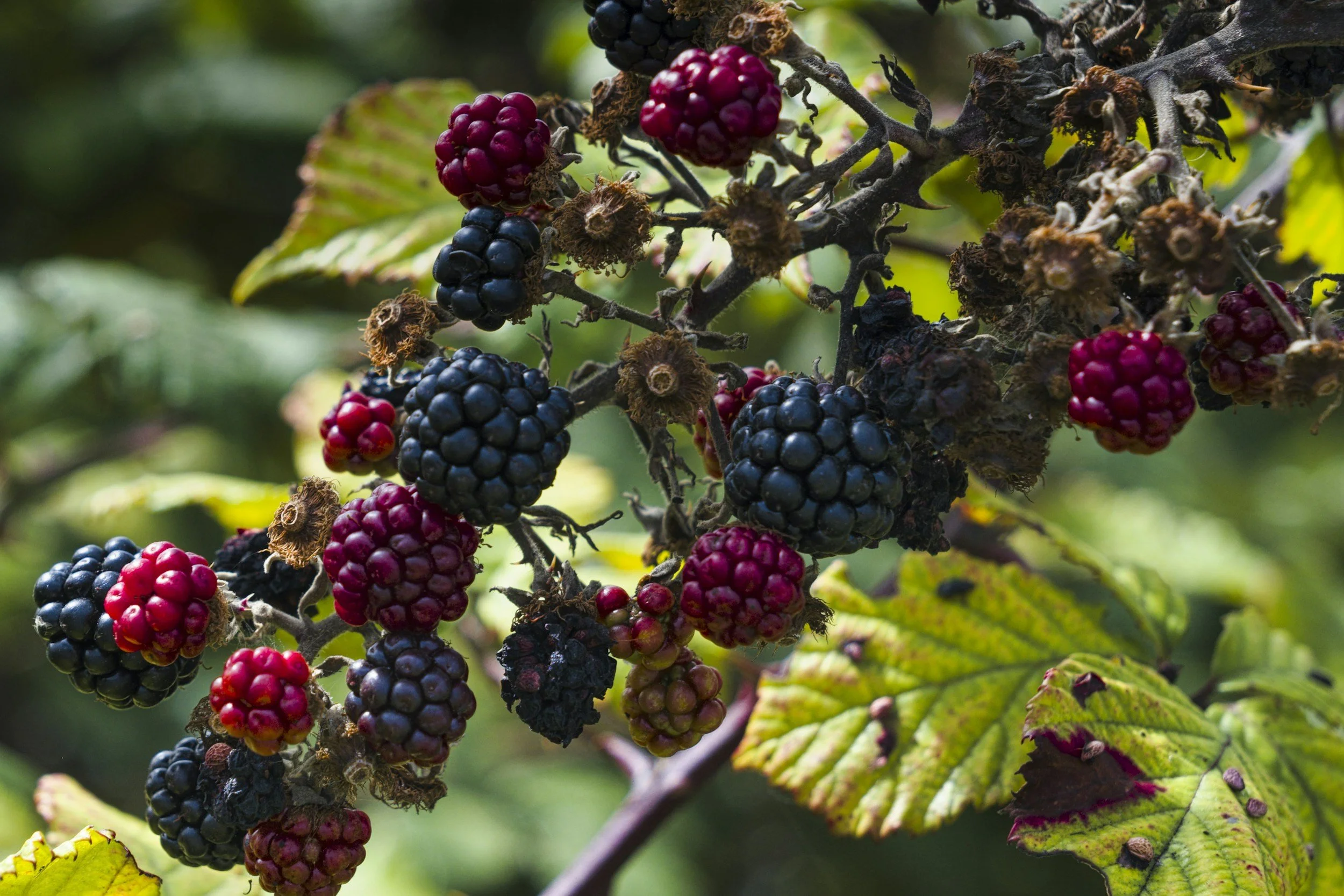 Transition into late Summer – Element of Earth!&nbsp;