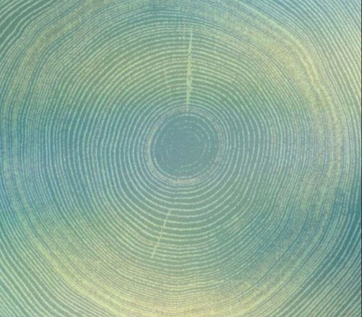 Close-up of a tree trunk cross-section showing growth rings with blue and green hues.