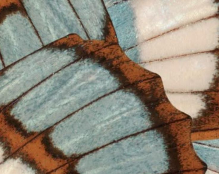 Close-up of a butterfly's blue and black wings.