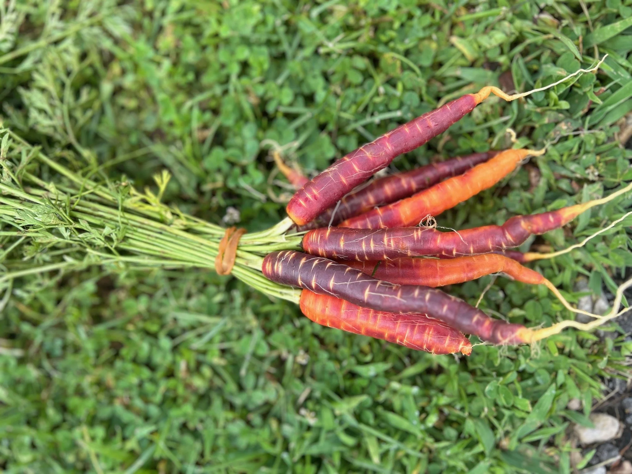 Carrots, bunched
