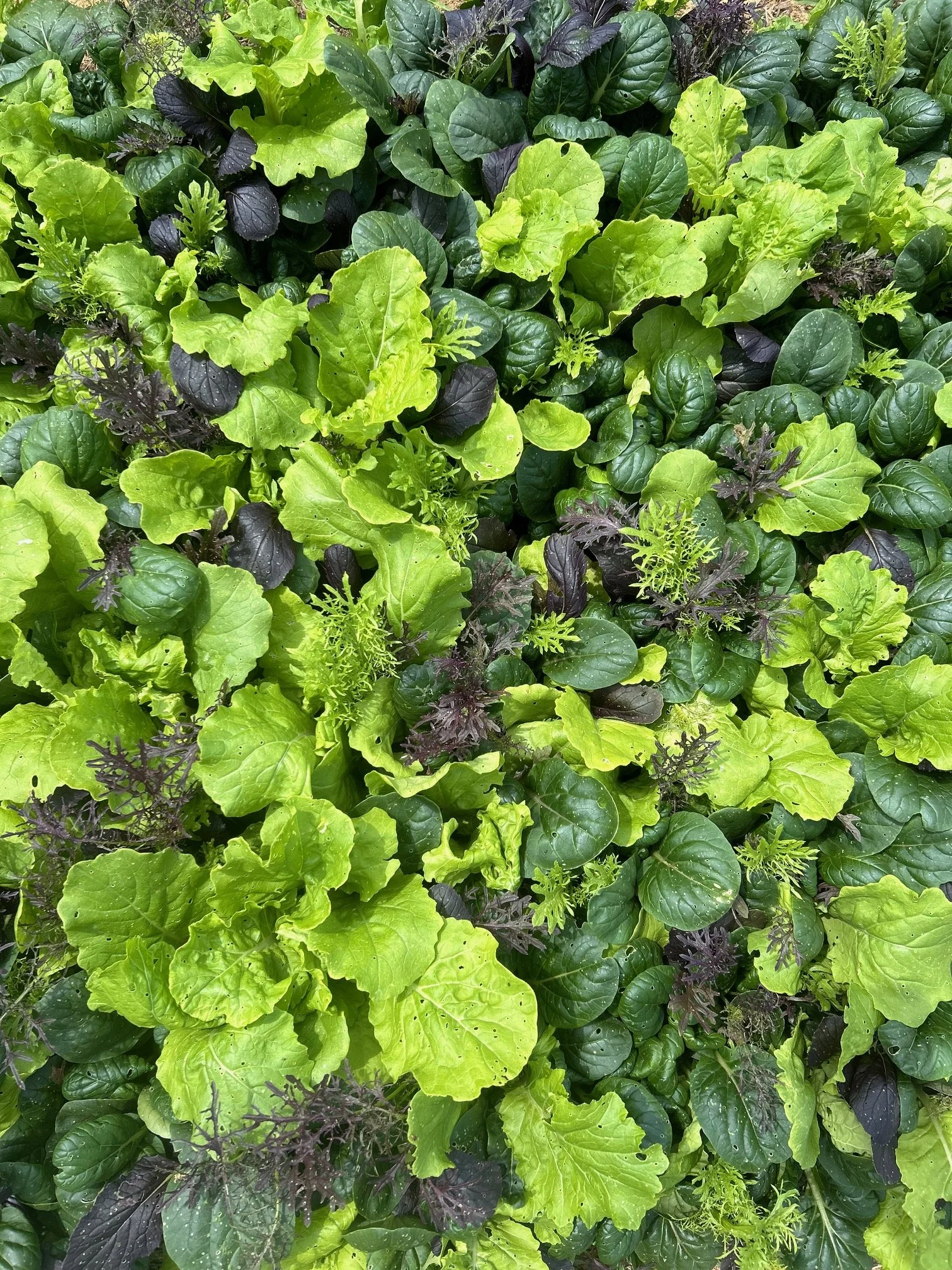 Primo Salad Mix