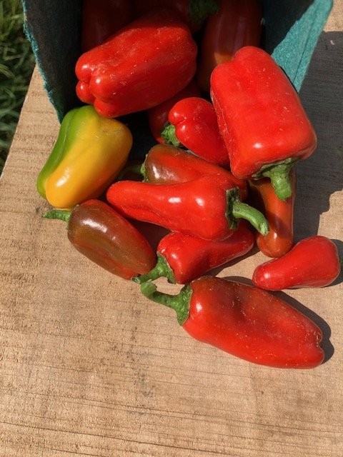 Peppers, sweet