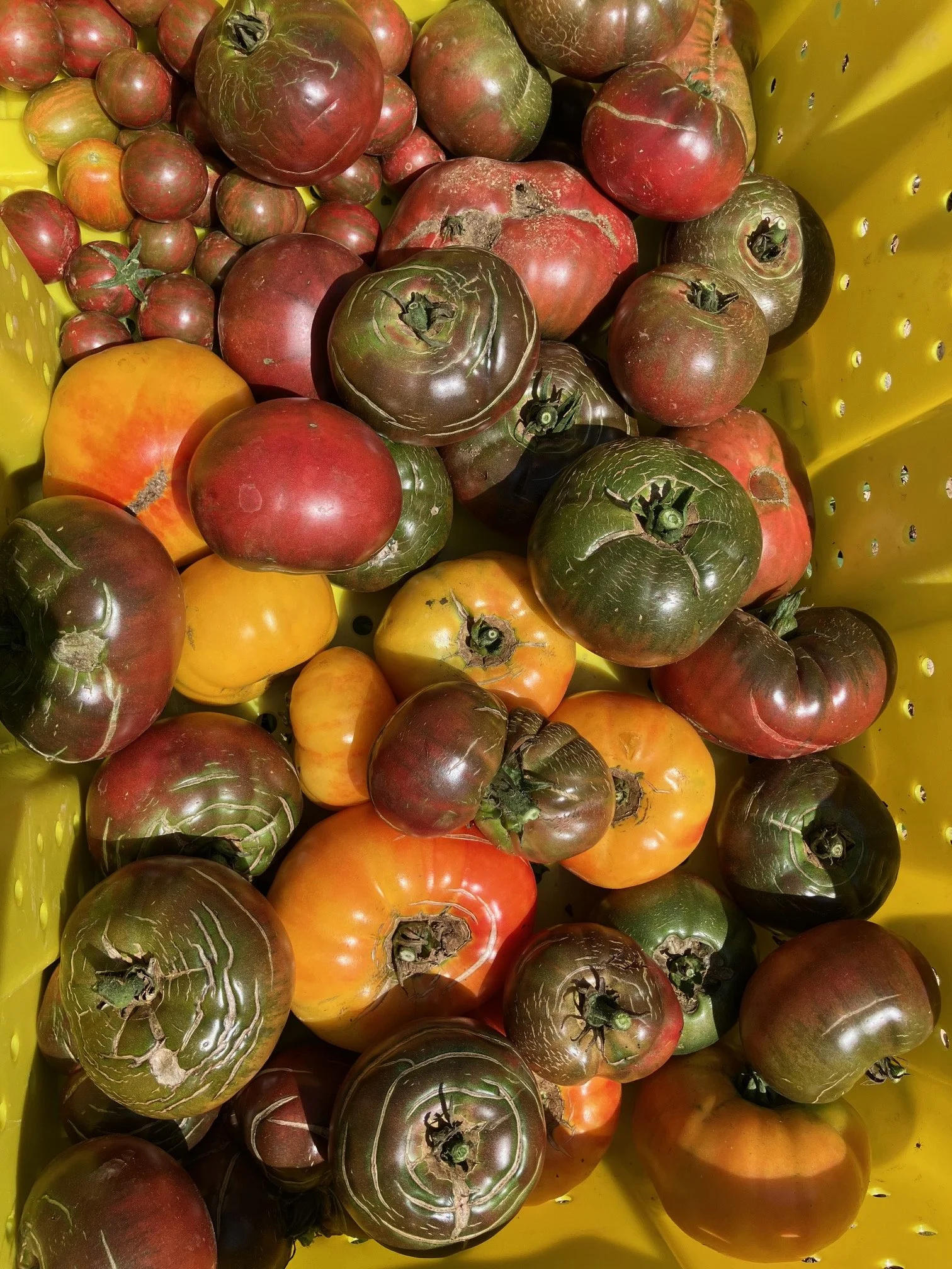 Heirloom Tomatoes (Slicing)