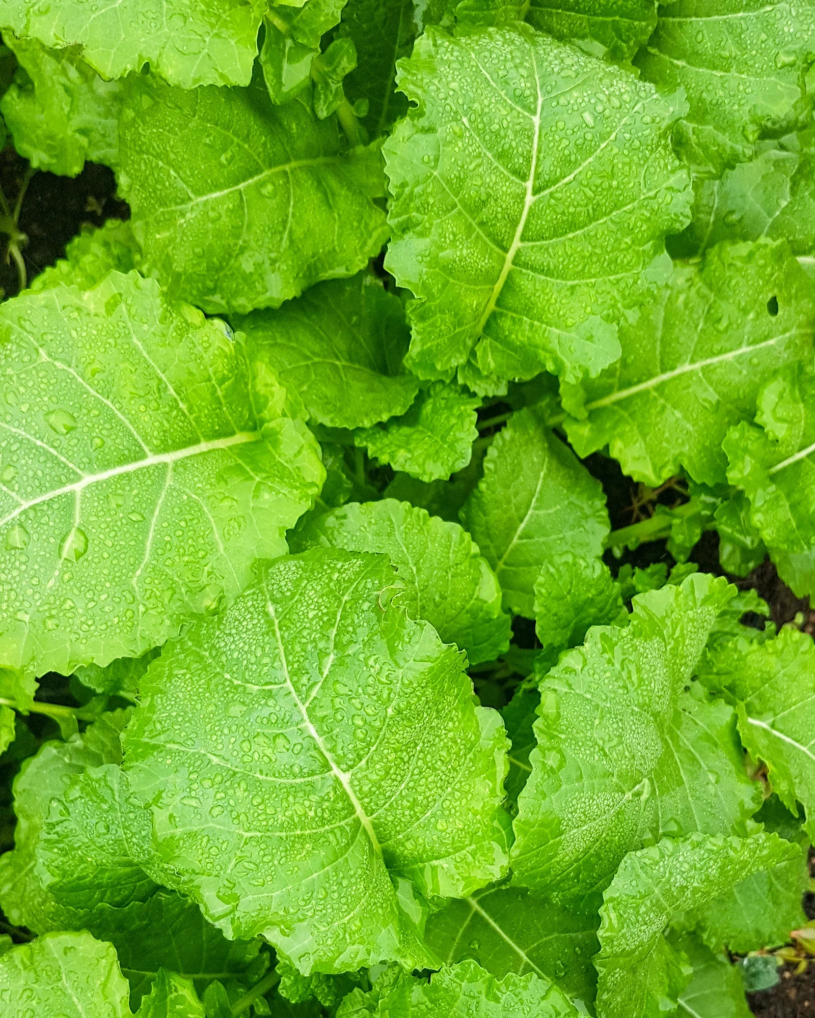 AmaraMustardGreens_1024x1024@2x.webp