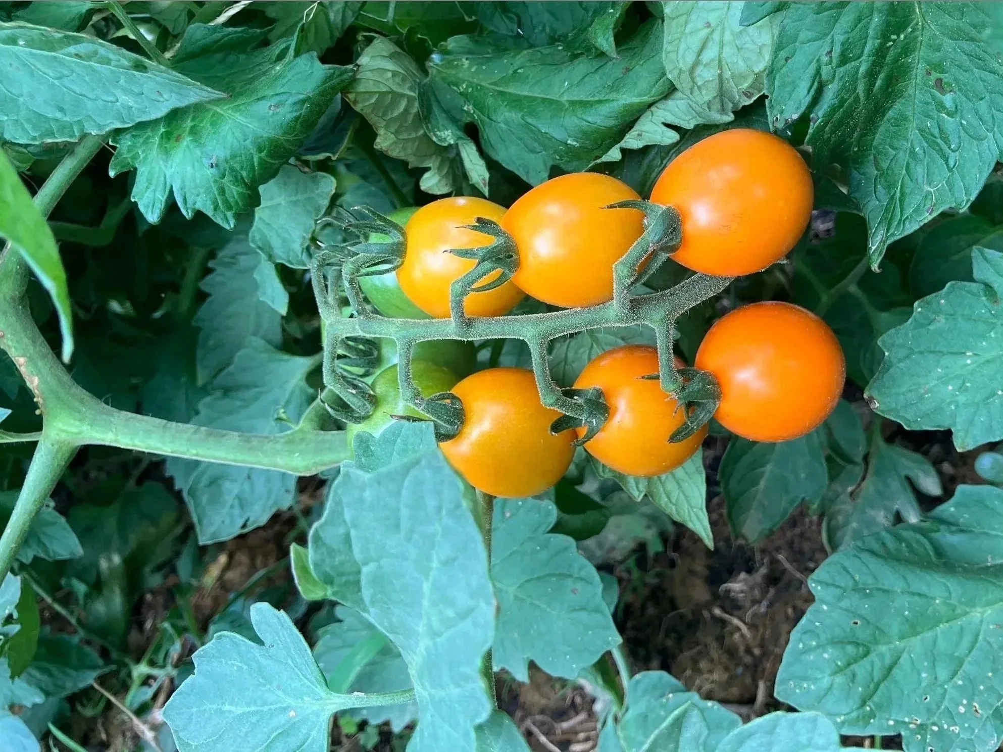 Cherry Tomatoes