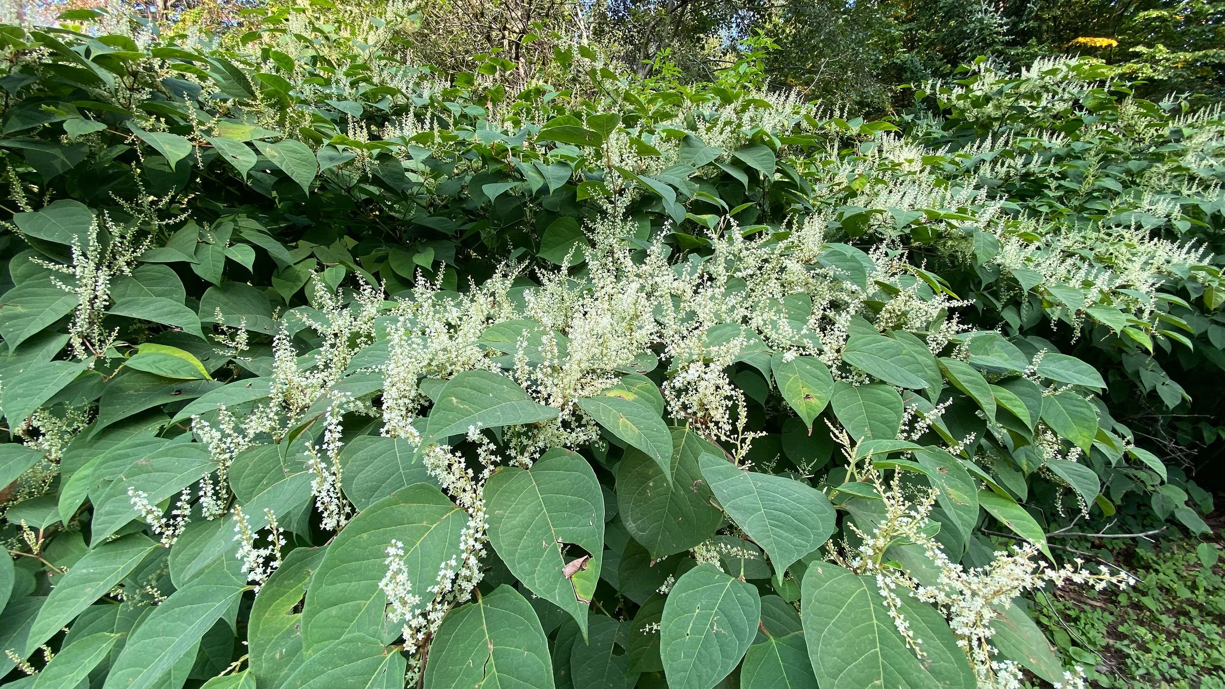 Invasive Species Removal - Japanese Knotwood