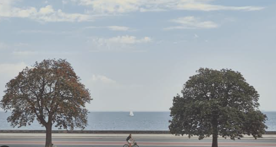 Two large trees near a body of water with a sailboat in the distance under a partly cloudy sky.