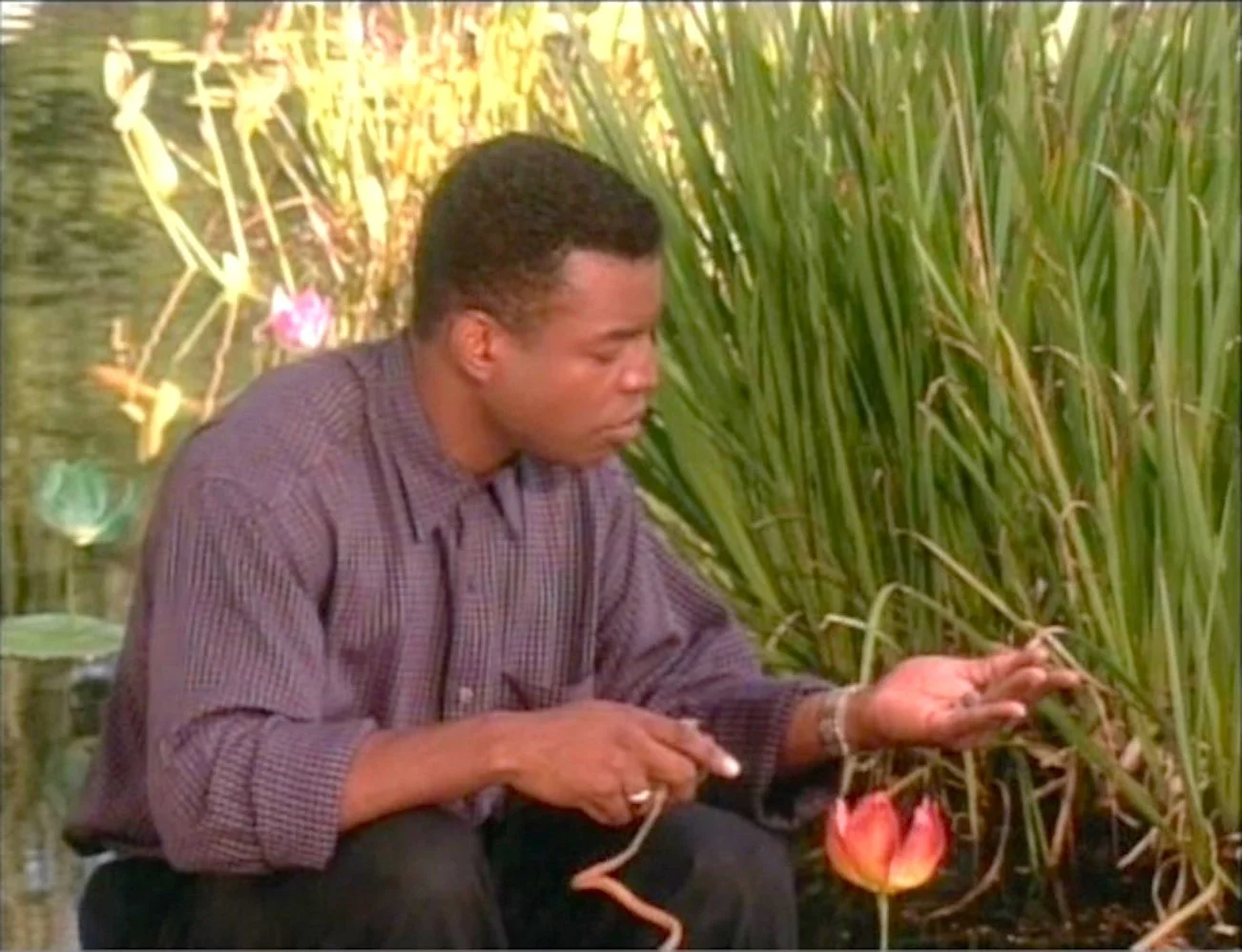 Reading Rainbow - The Lotus Seed - PBS - 1993