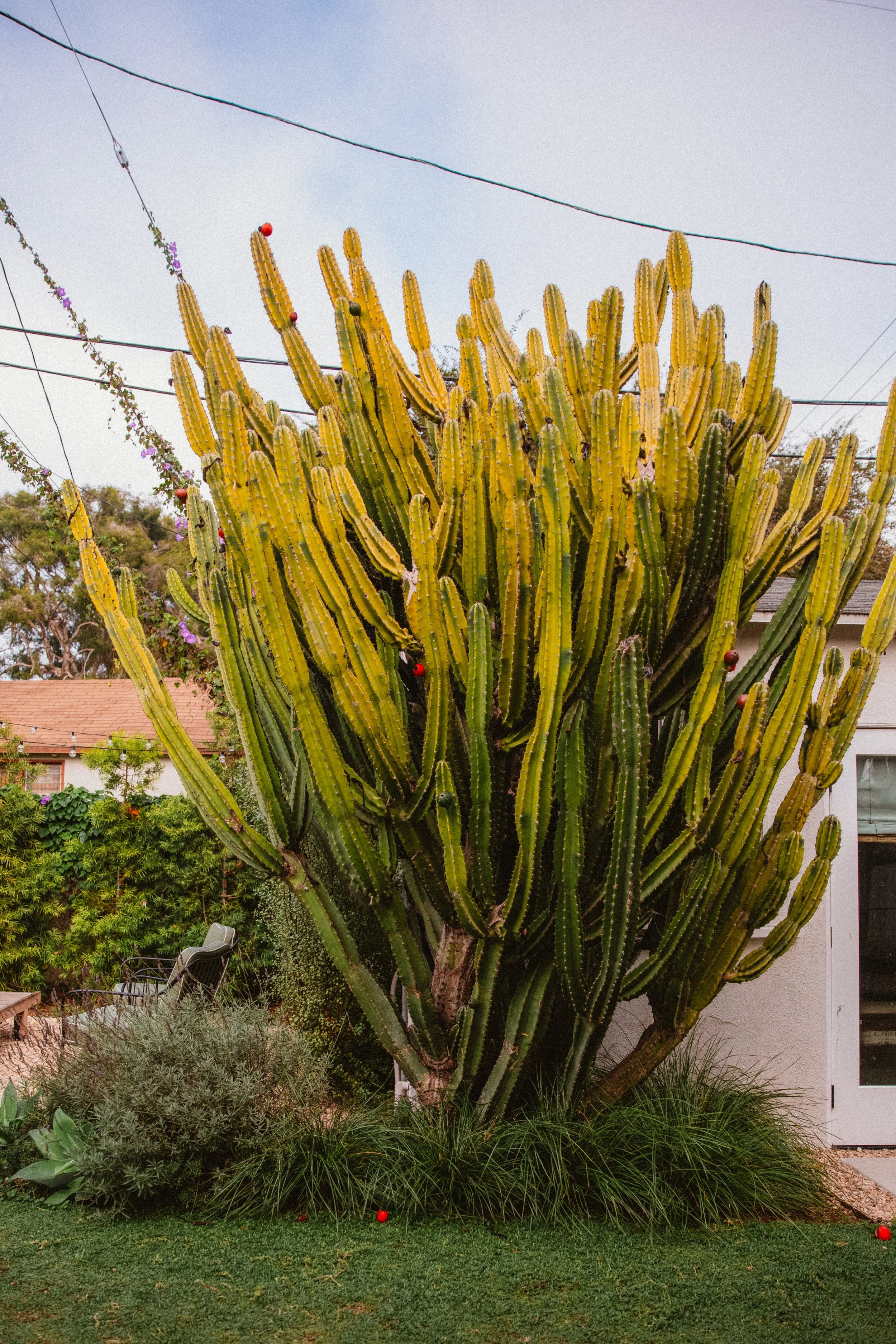 A large cactus tree in a residential backyard, with some purple flowers on the left and a lawn chair, grass, and small plants in the foreground.