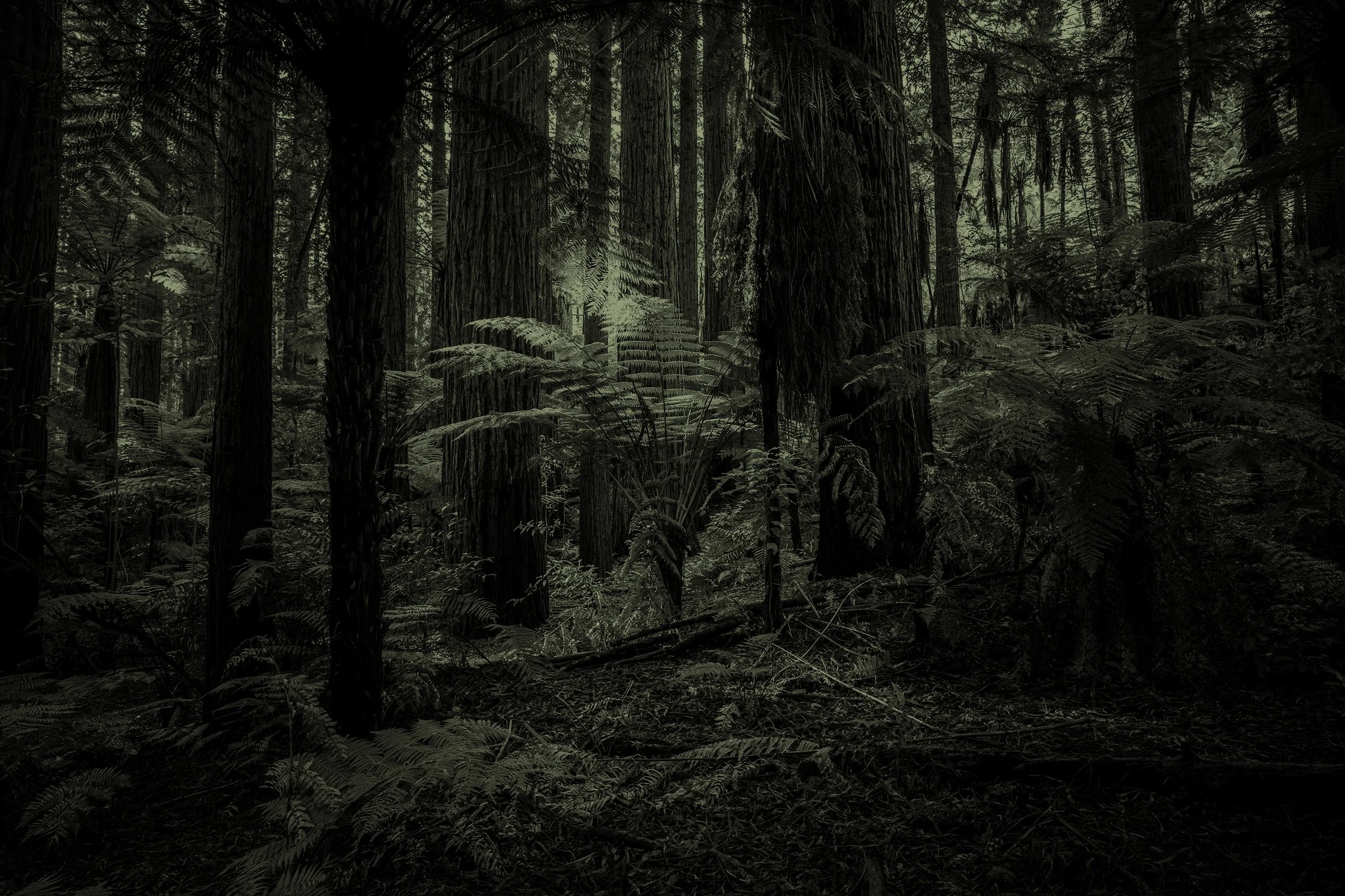 Dense forest of tall trees with thick trunk bark and lush fern plants on the forest floor, with minimal light filtering through the canopy.