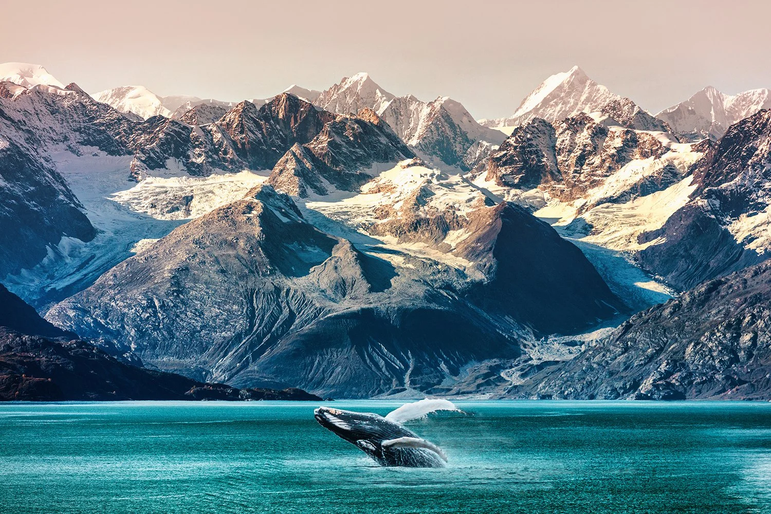 A whale breaching the surface of turquoise water with snow-capped mountains in the background.