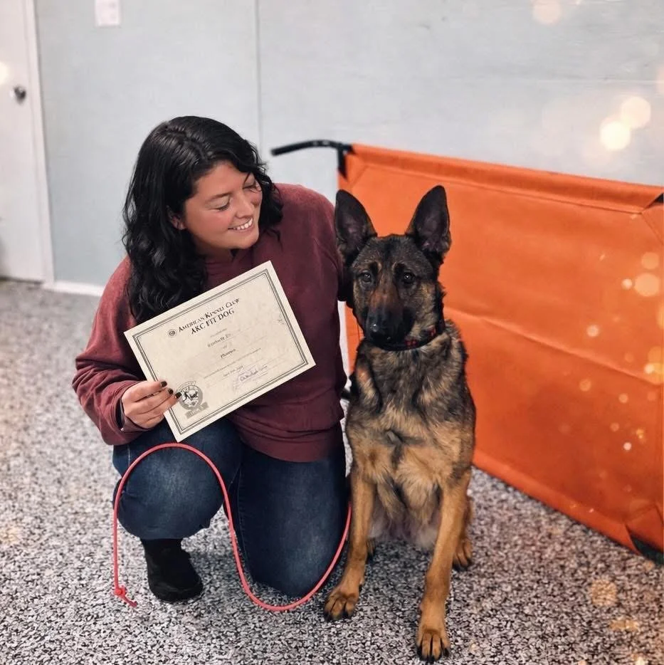 A woman kneeling next to a German Shepherd police dog, holding a certificate of recognition, in an indoor training facility with a grey carpet and orange barrier.