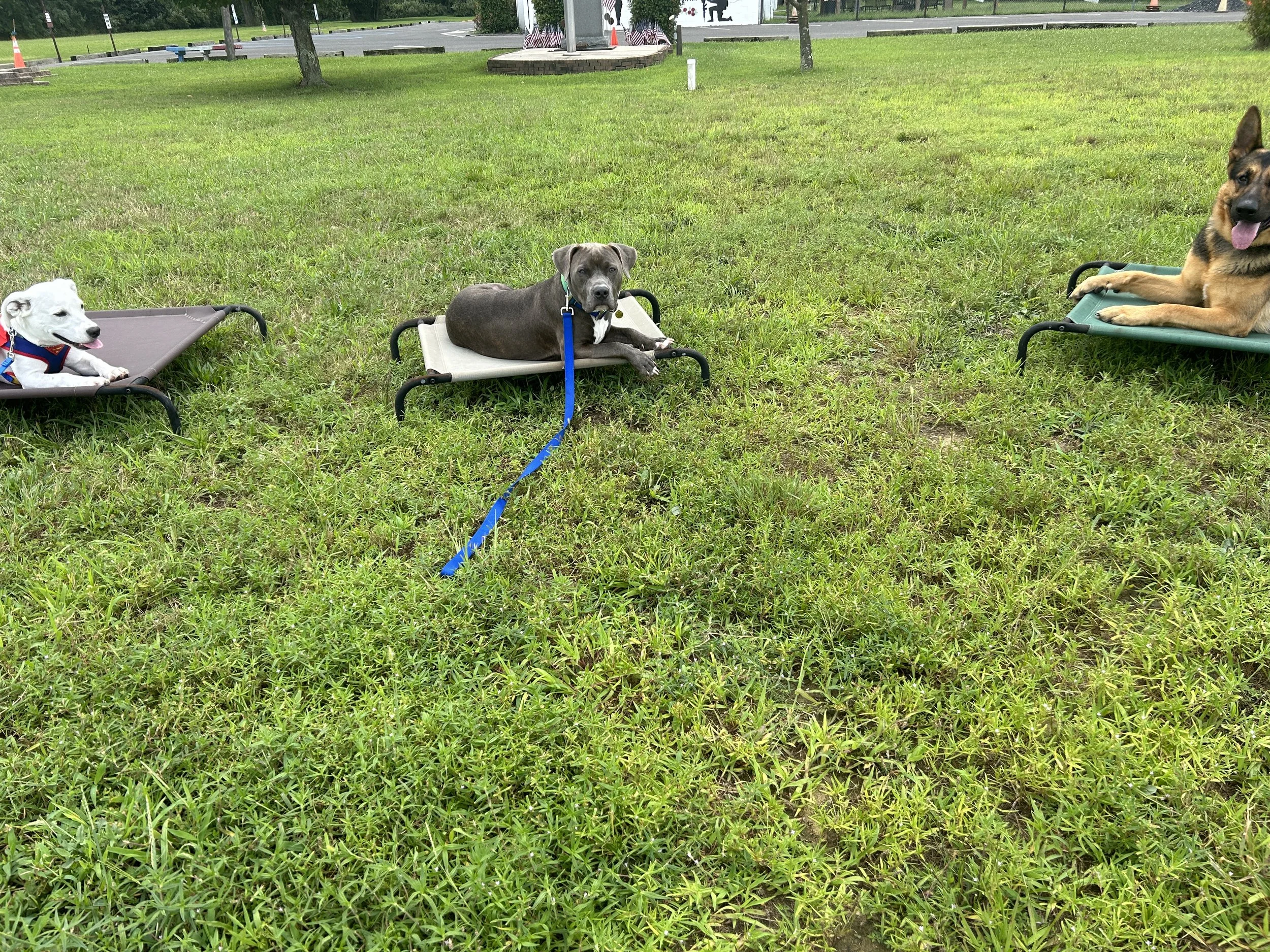 Three dogs resting on raised pet beds on a grassy field, with trees and a parking lot in the background.