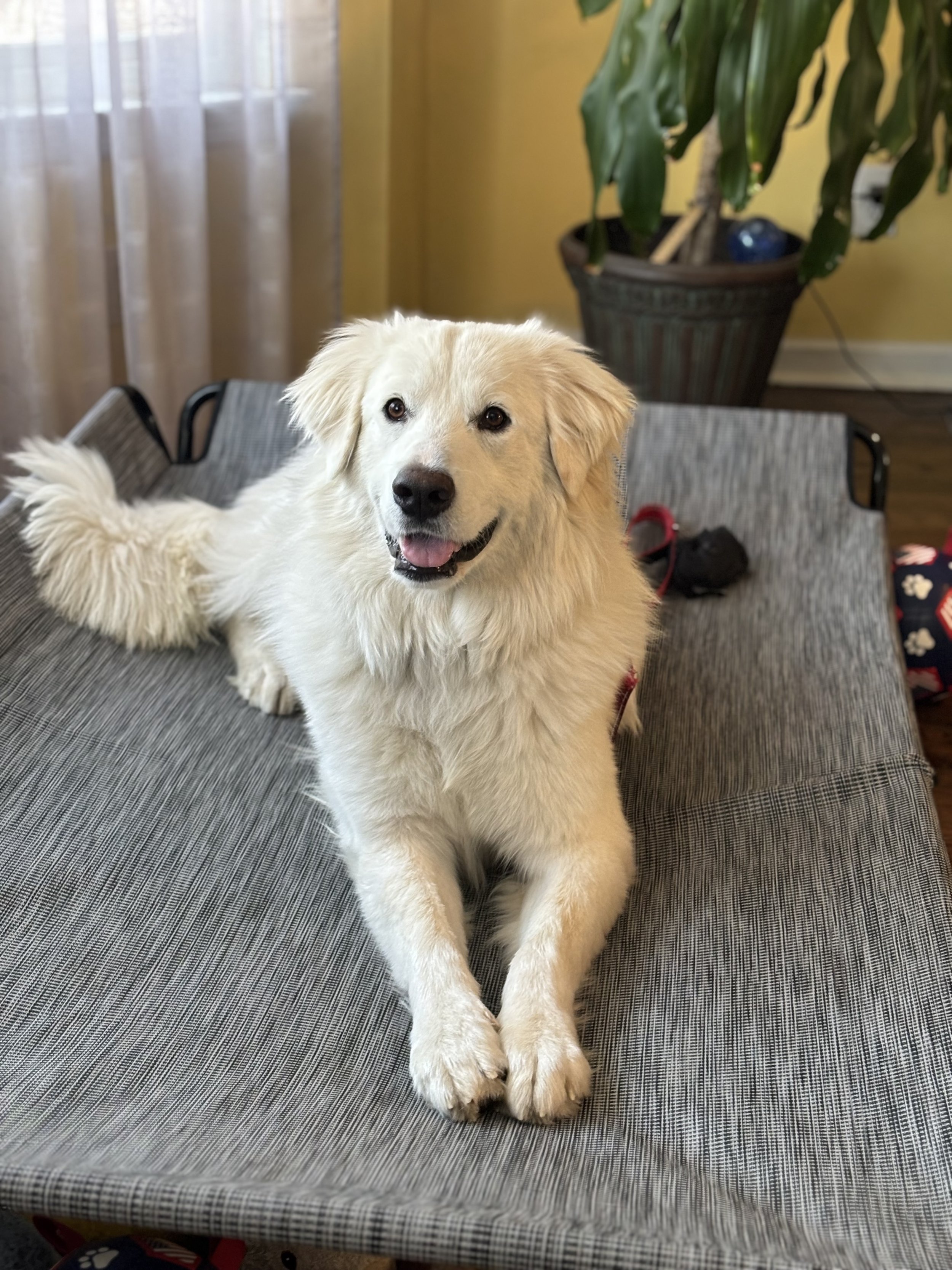 A fluffy, golden retriever dog lying on a gray striped table with its front paws stretched out.