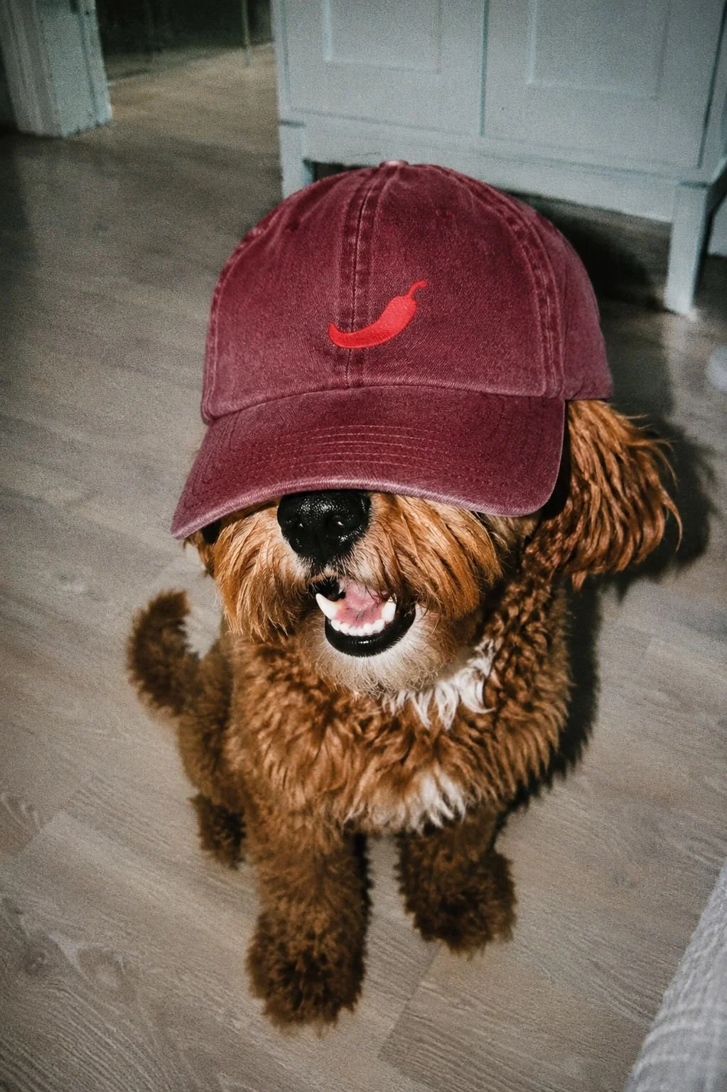 Perro con gorra de color burdeos y rostro cubierto parcialmente por la gorra.