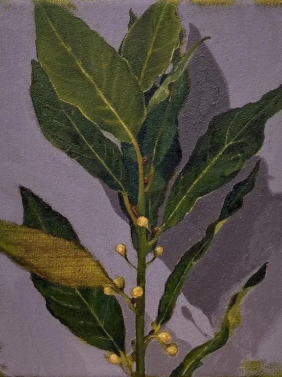Laurus Nobilis