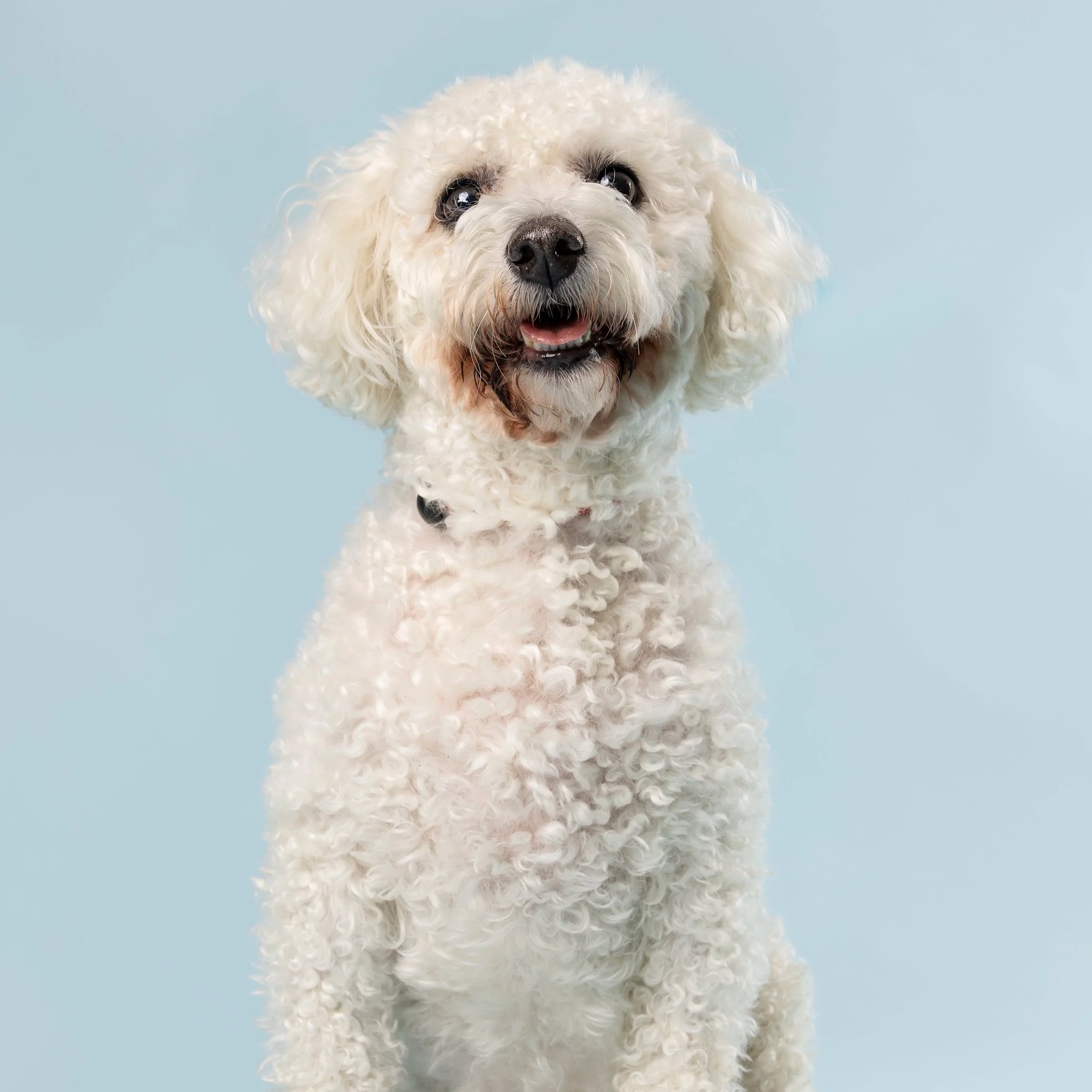 Southern Ontario dog portrait — Dog posing for the Pet Playoffs charity competition in Southern Ontario.