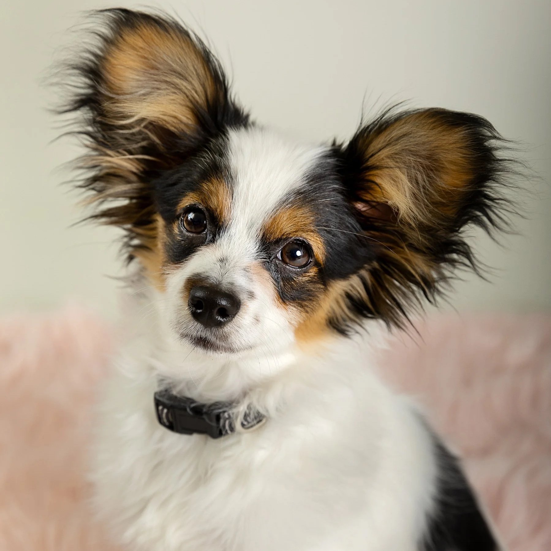 Kitchener studio pet session with dog on pink background — Warm, cheerful portrait featuring a dog posed on a vibrant pink backdrop.