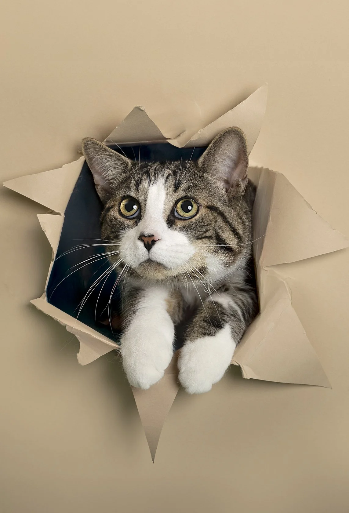 Waterloo Region pet photo of cat breaking through paper — Modern, whimsical studio setup highlighting a cat’s expressive peek‑through moment.