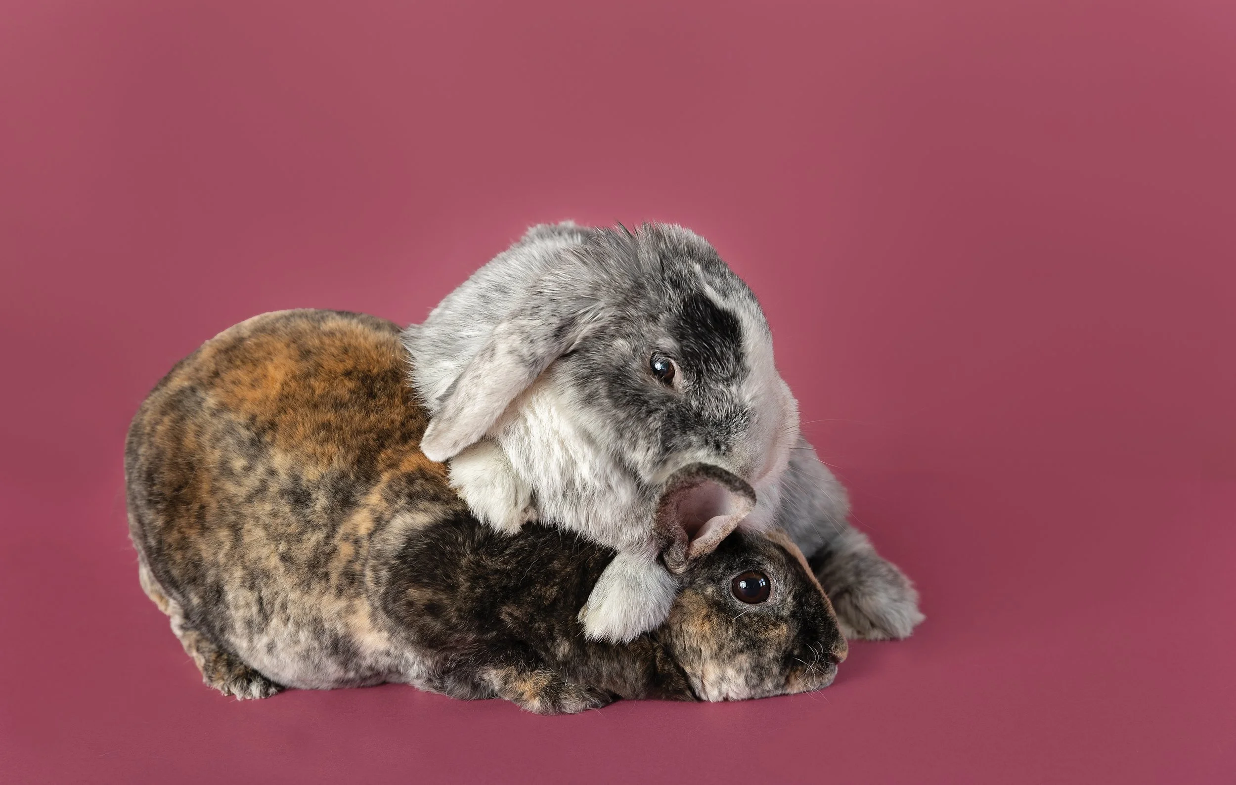 Multiple rabbits stacked on top of each other against a pink background.