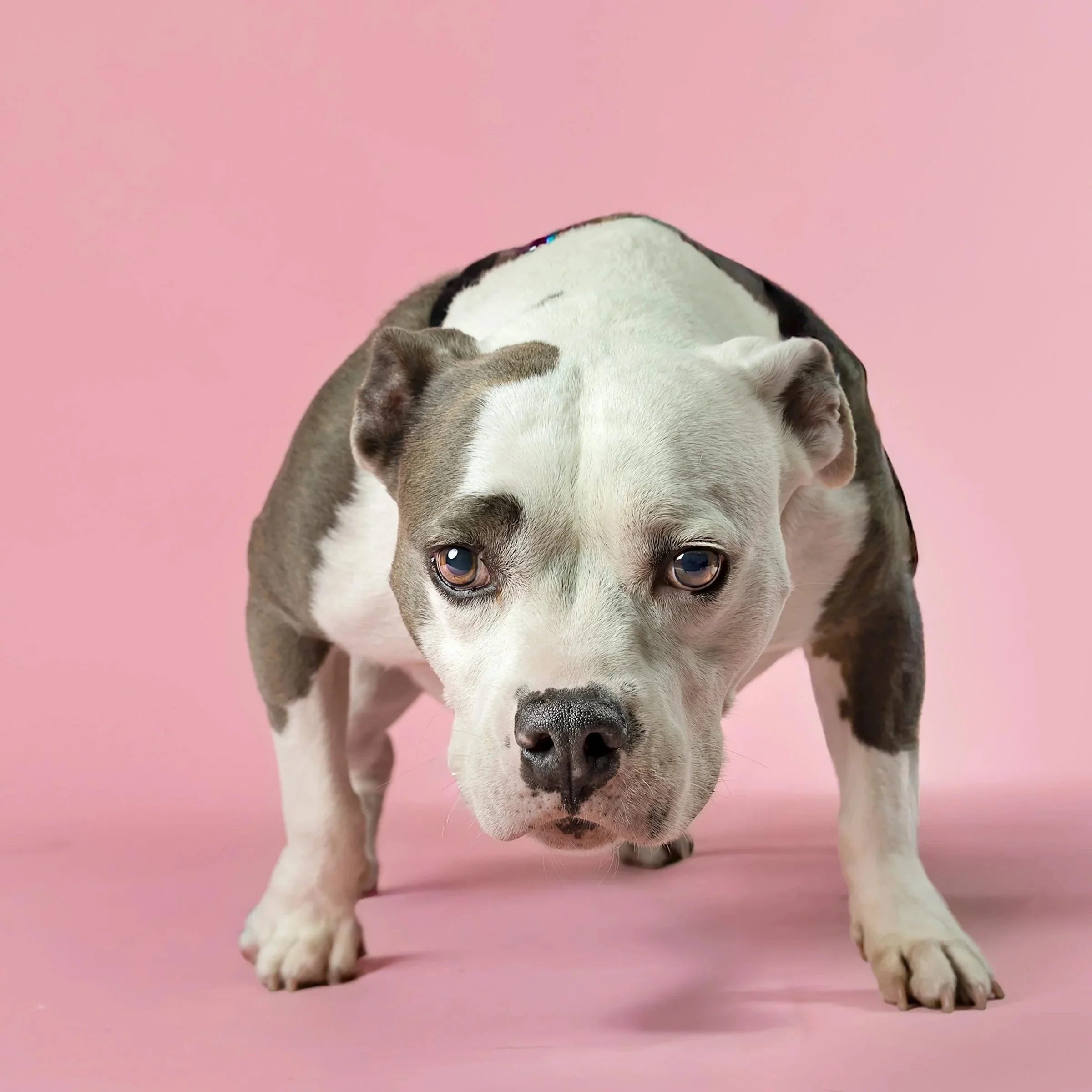Pet Playoffs dog entry — Dog photographed for the Pet Playoffs supporting the Humane Society.