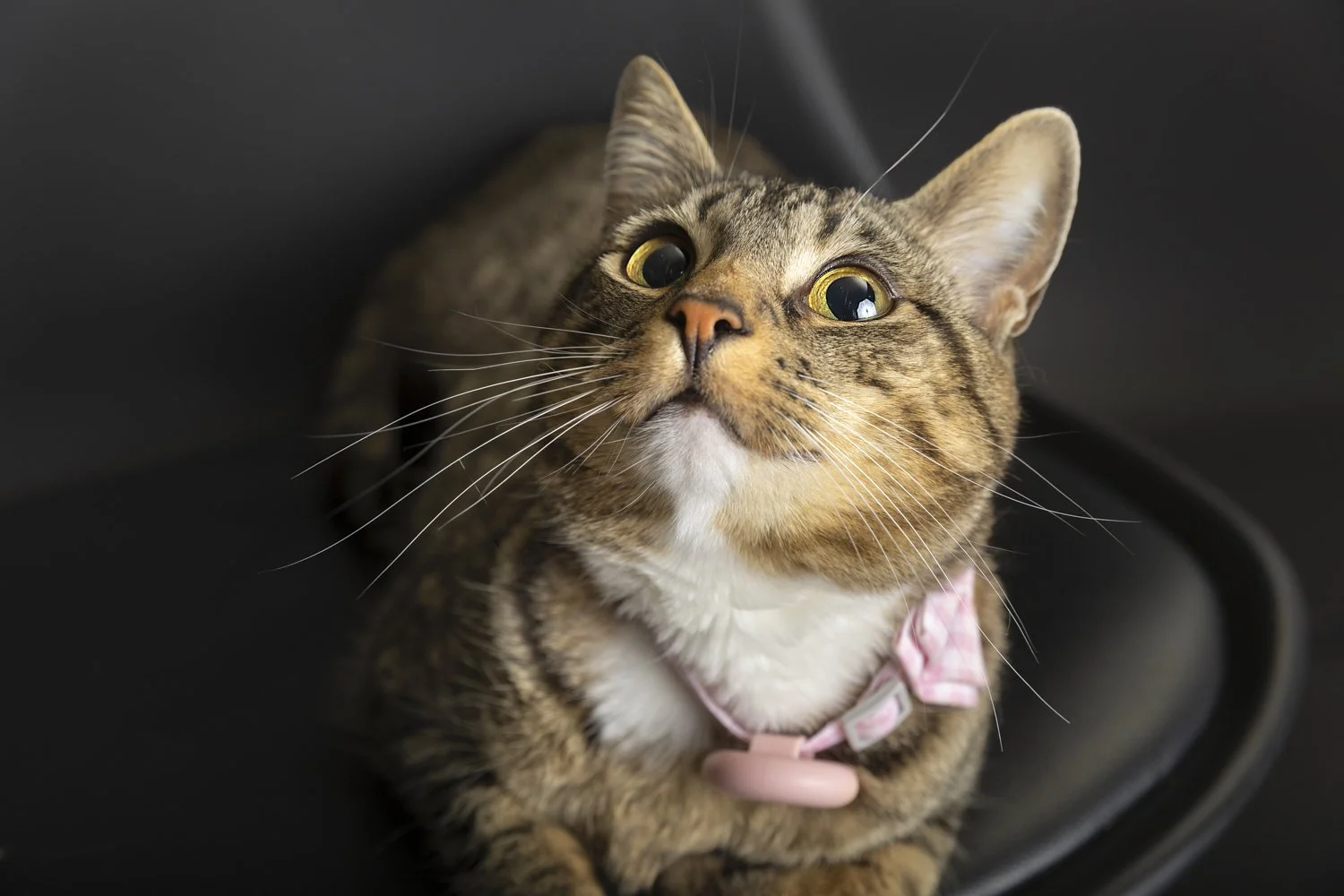 Cat looking up in Waterloo Region studio session — Curious cat gazing upward in clean, modern studio lighting.