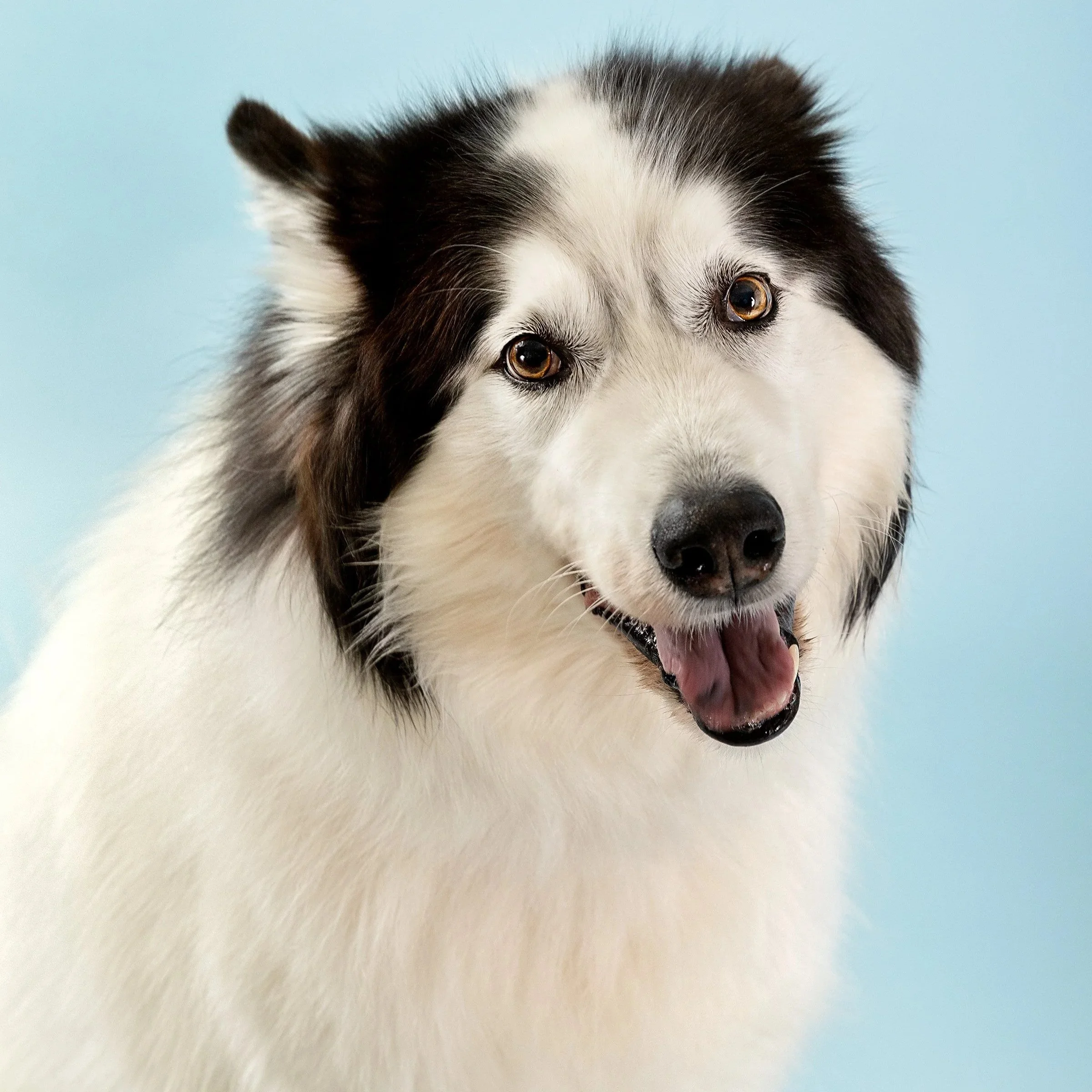 Pet Playoffs dog portrait — Playful dog posing for Pet Playoffs in a Kitchener‑Waterloo studio.