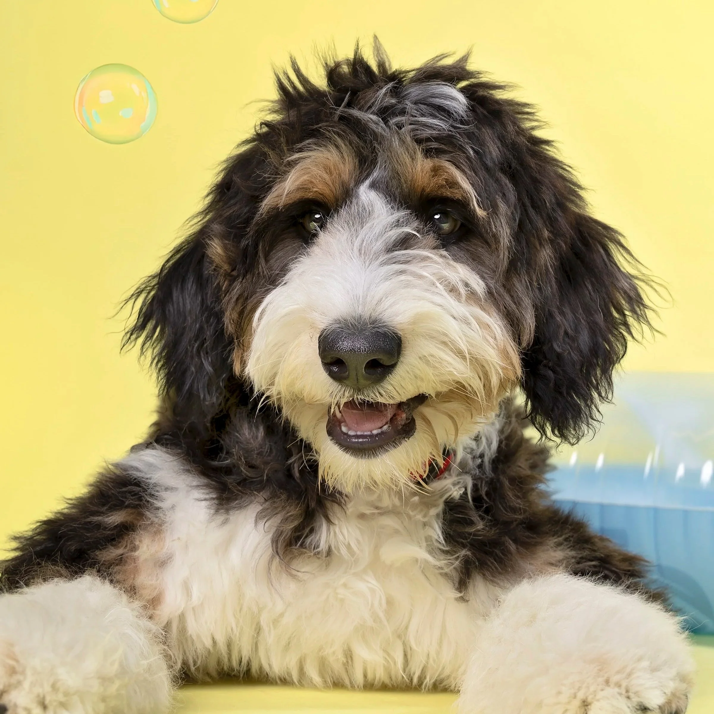 Waterloo Region pet photography of fluffy puppy — Warm, modern studio image highlighting the puppy’s texture and expression.