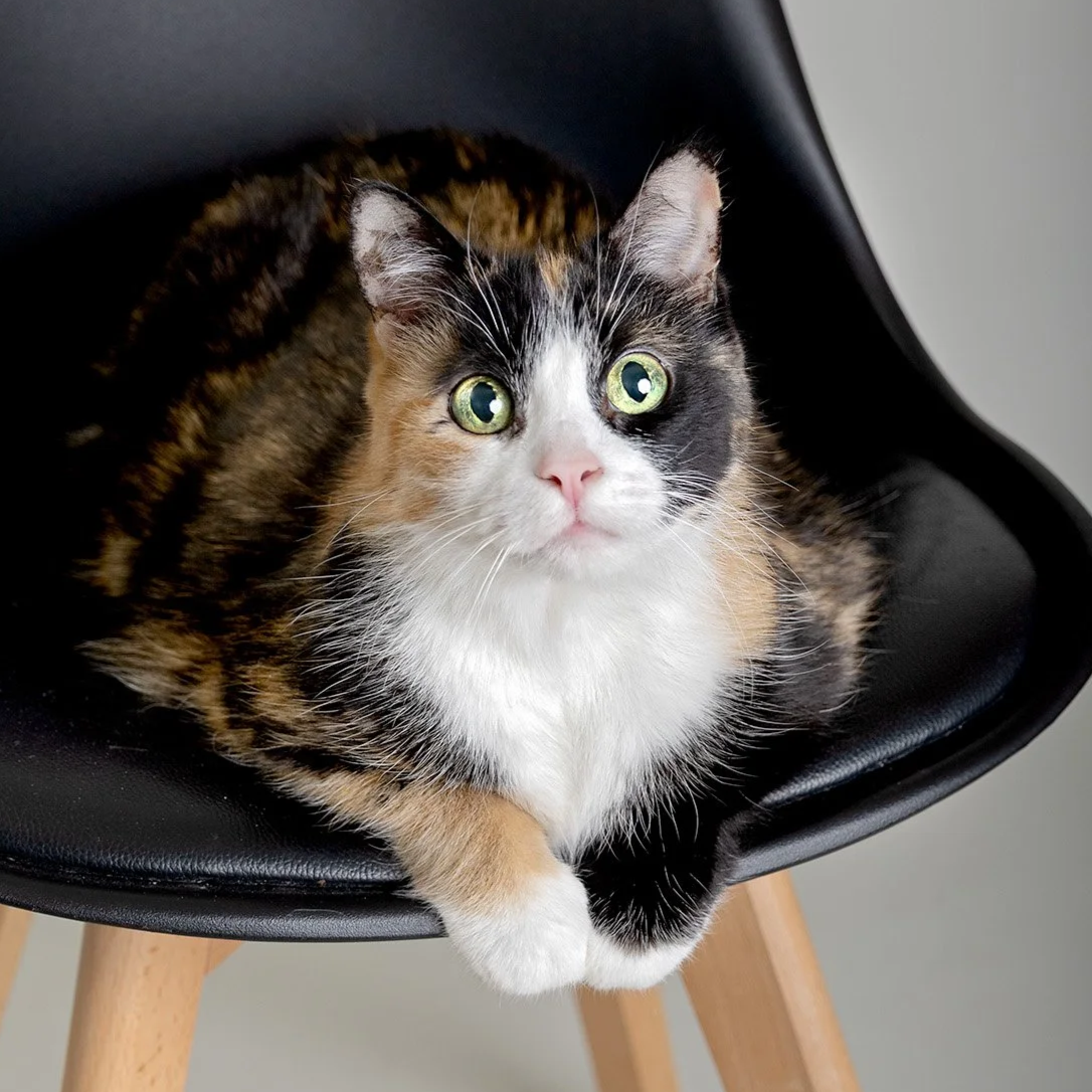 Calico cat portrait on a modern chair, photographed for Janelle Joy Studios’ pet sessions