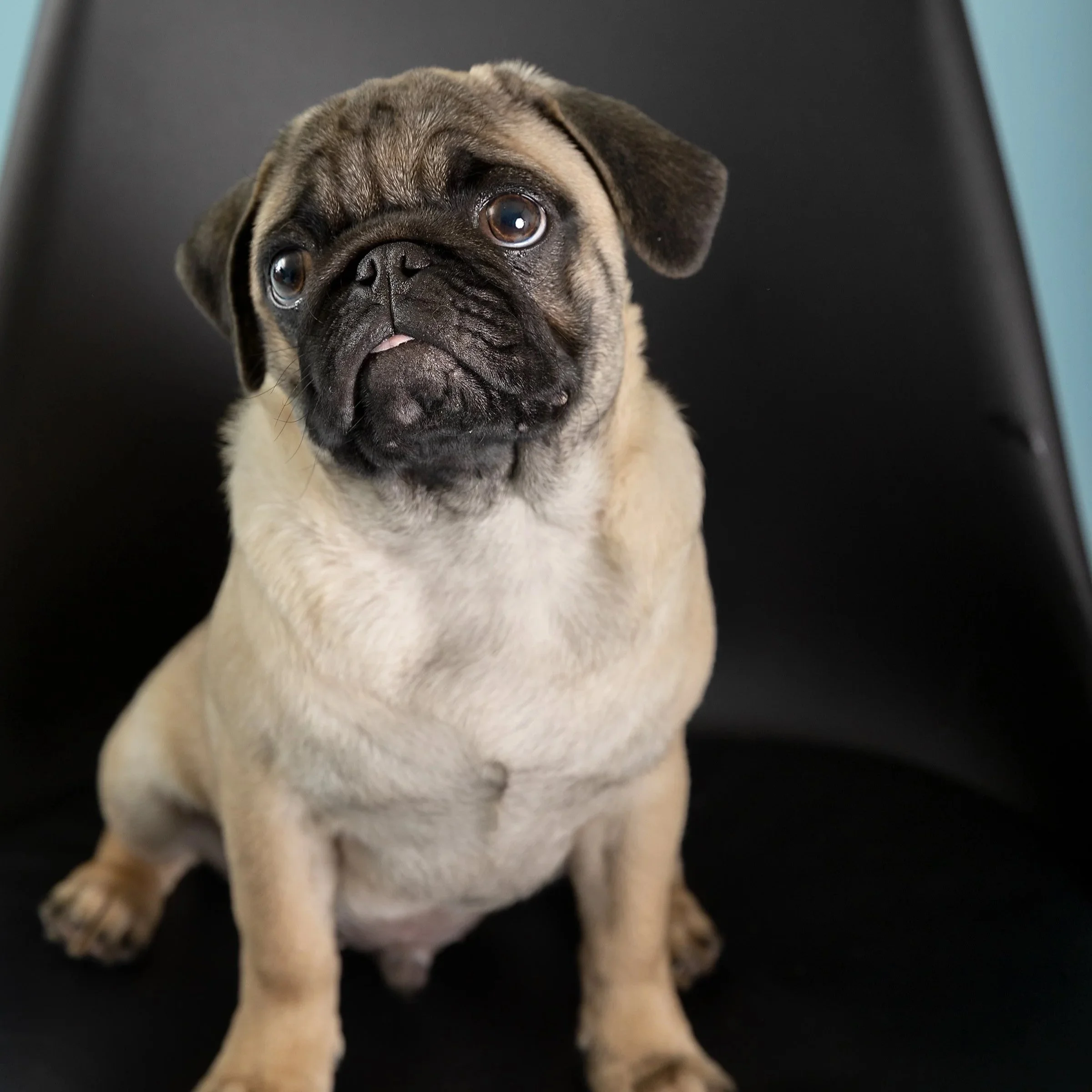 Dog bracket competition photo — KW dog featured in the Pet Playoffs bracket‑style competition.