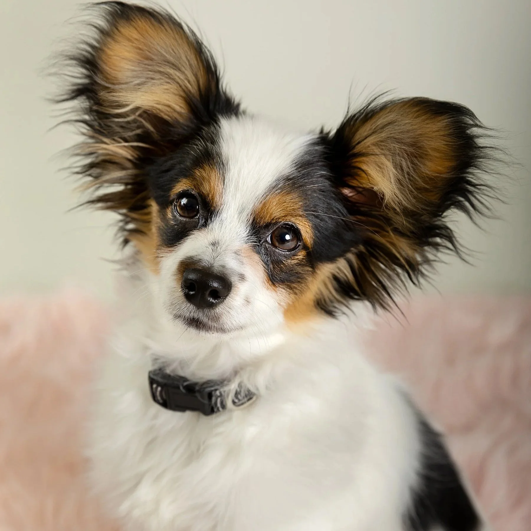 Dog finalist Pet Playoffs — Dog featured as a finalist in the Pet Playoffs bracket competition.