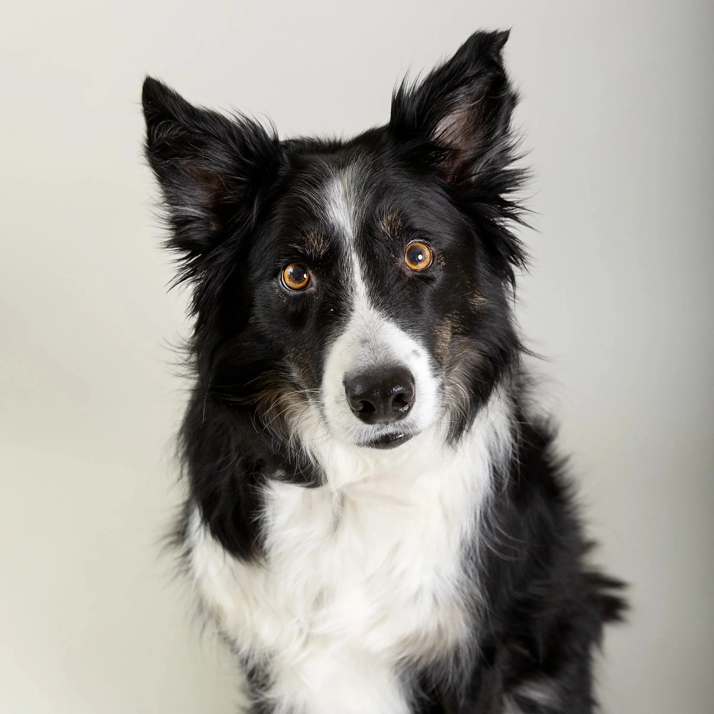 Pet Playoffs contestant dog — Energetic dog portrait entered into the Pet Playoffs charity event.