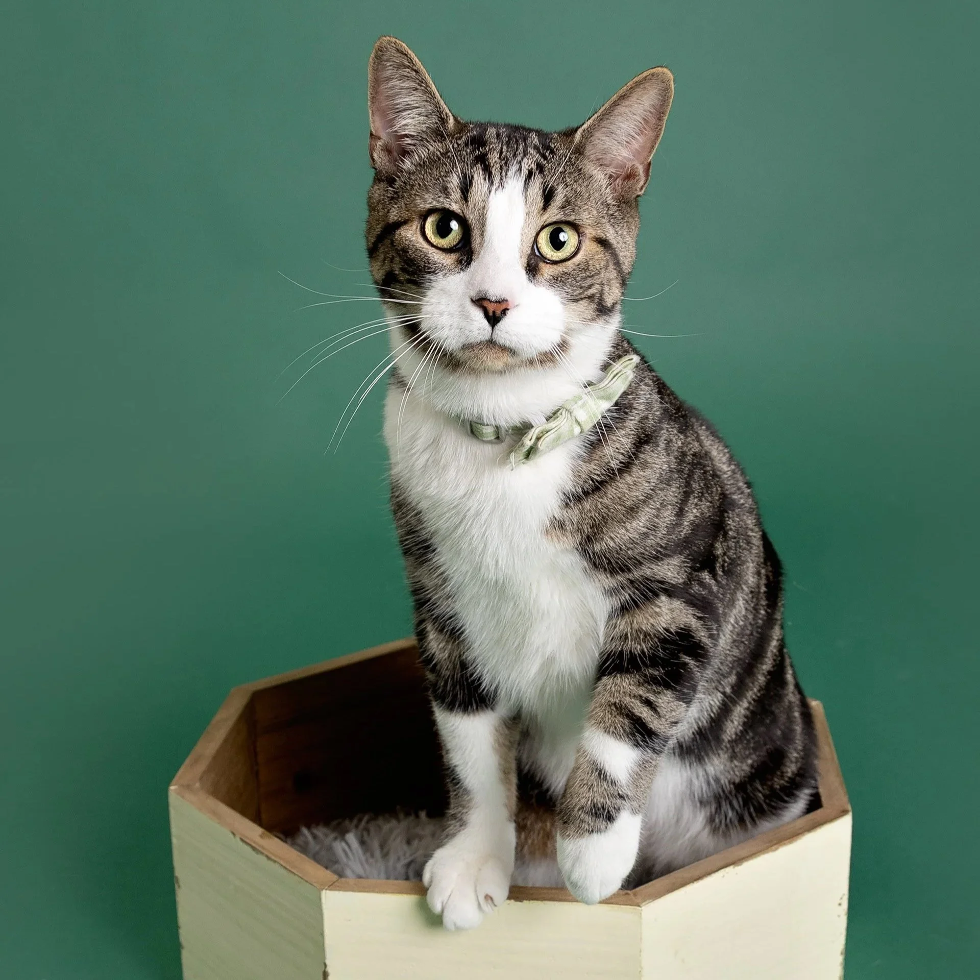 Cat bracket competition photo — KW cat featured in the Pet Playoffs bracket‑style voting rounds.