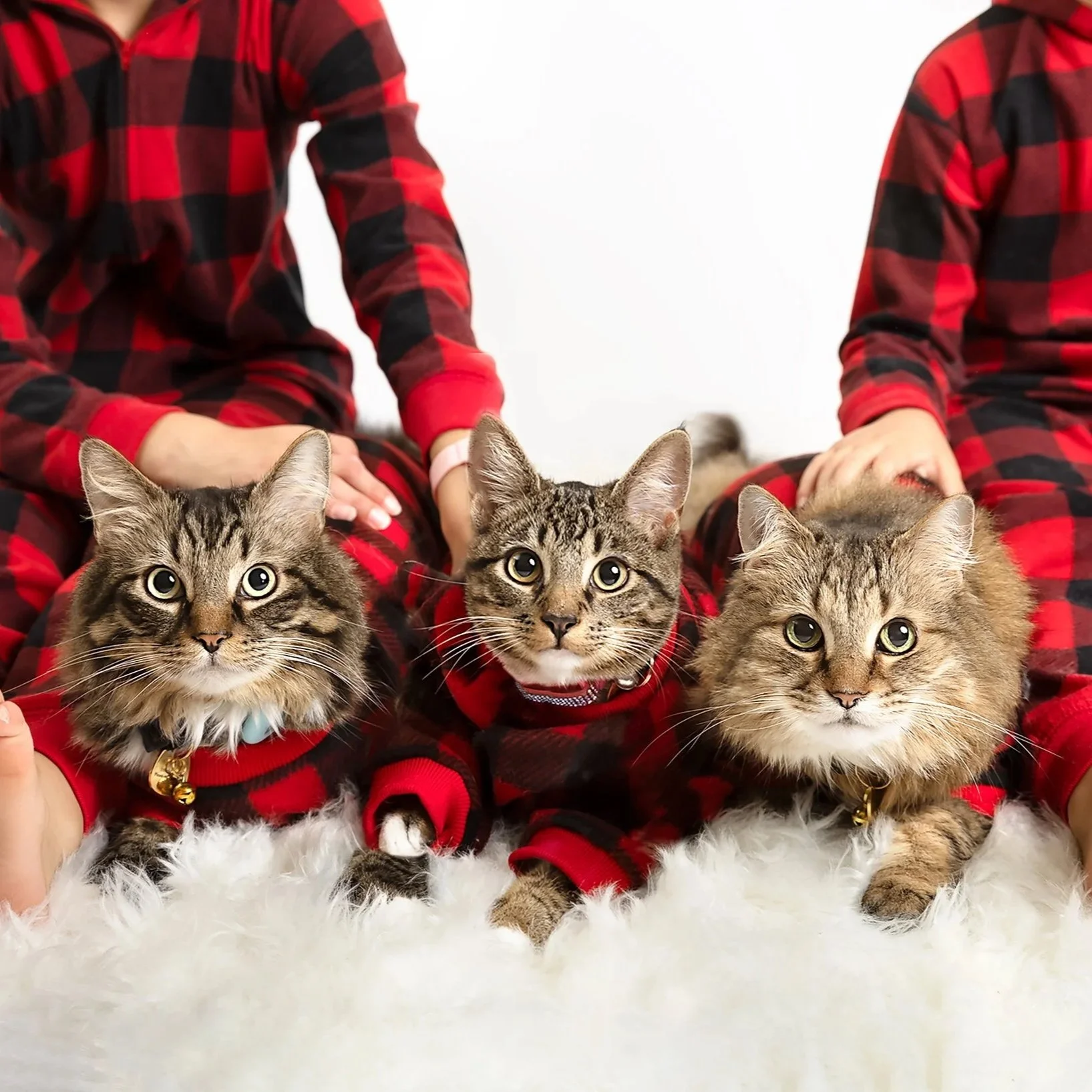 Waterloo Region holiday pet photo of three cats in Christmas PJs — Playful, seasonal setup with adorable cats in coordinated Christmas sleepwear.