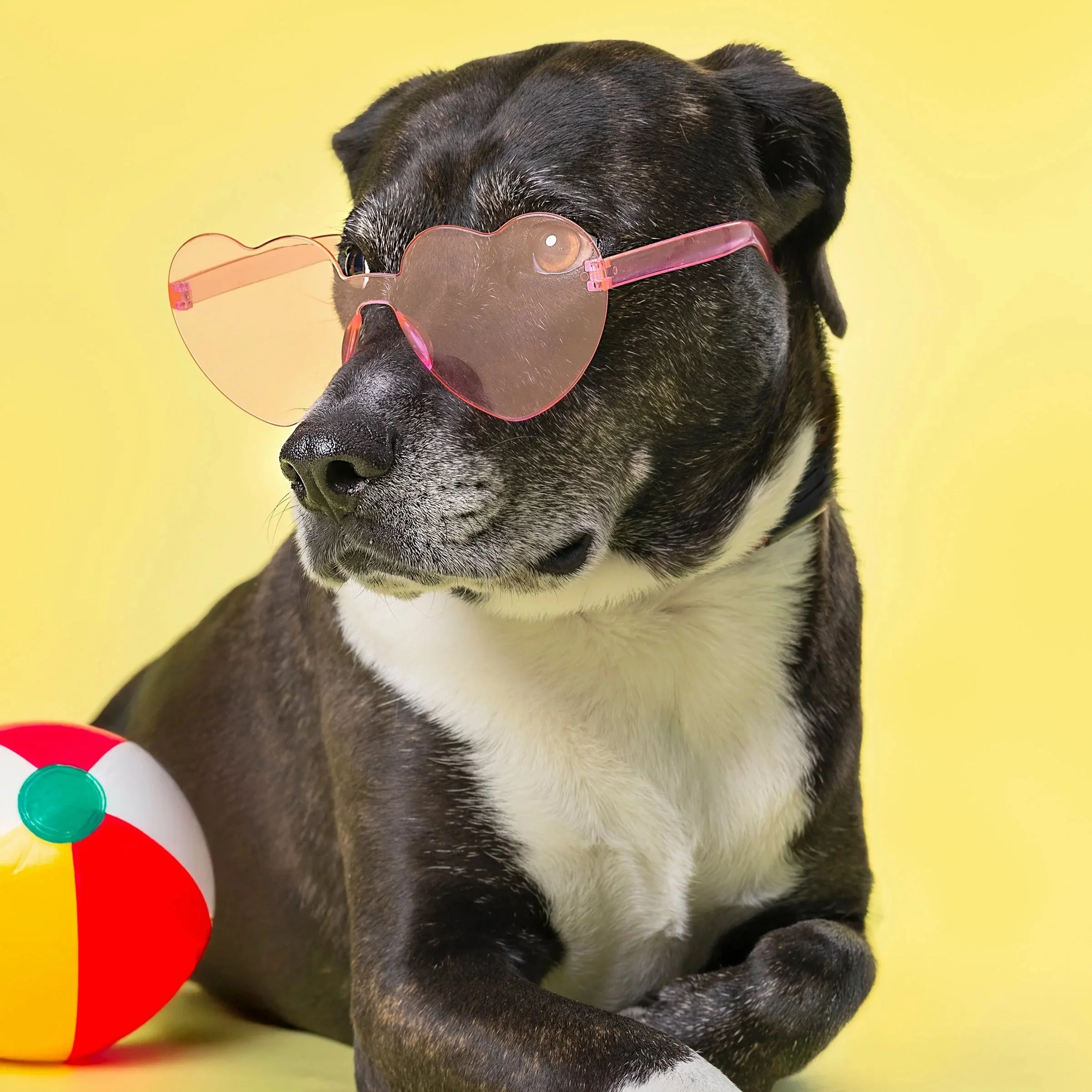 Dog wearing sunglasses on yellow background in Kitchener–Waterloo — Playful pet portrait with bright, cheerful colour.