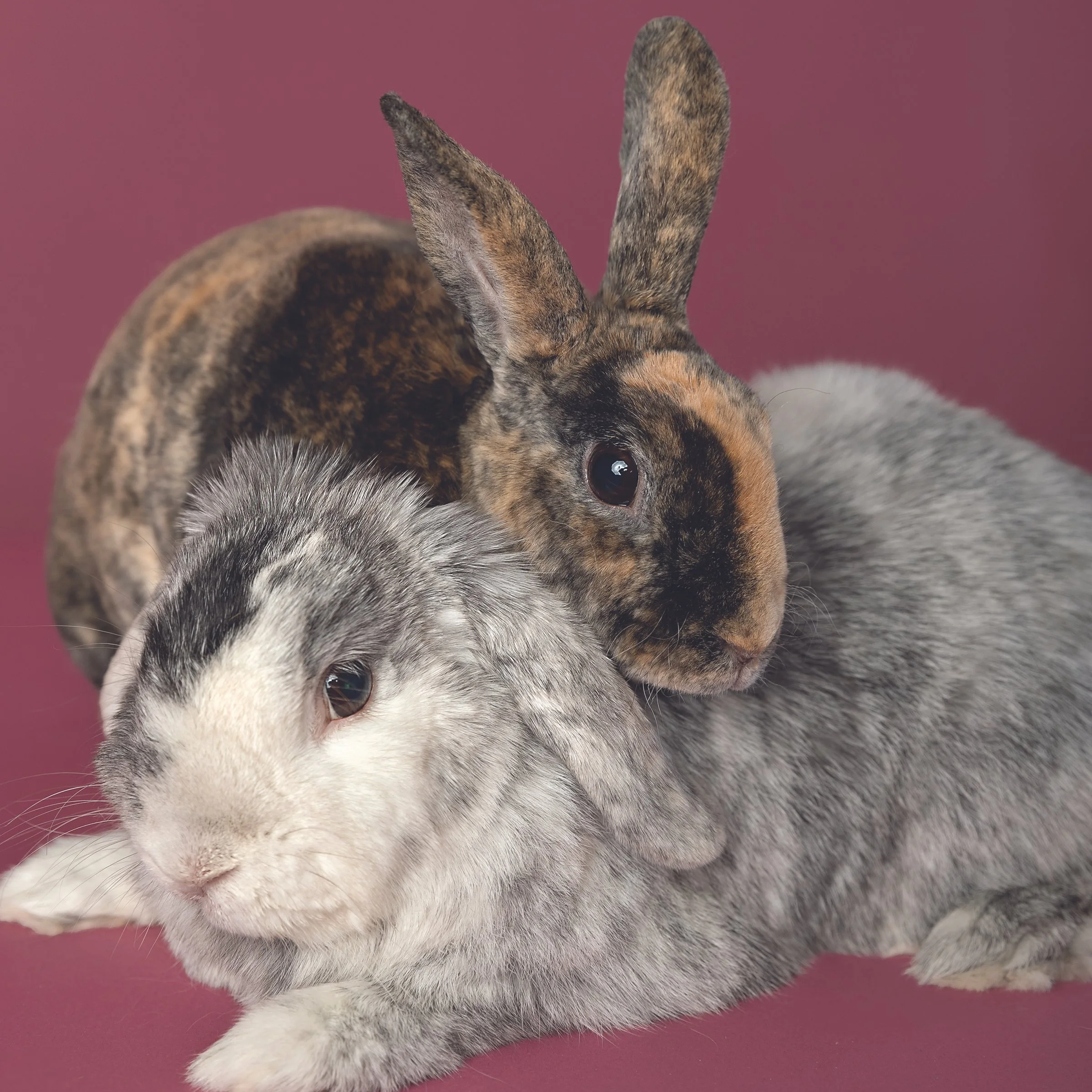 Two bunnies in Waterloo Region studio session — Soft, cozy portrait featuring two bunnies posed together in clean studio light.