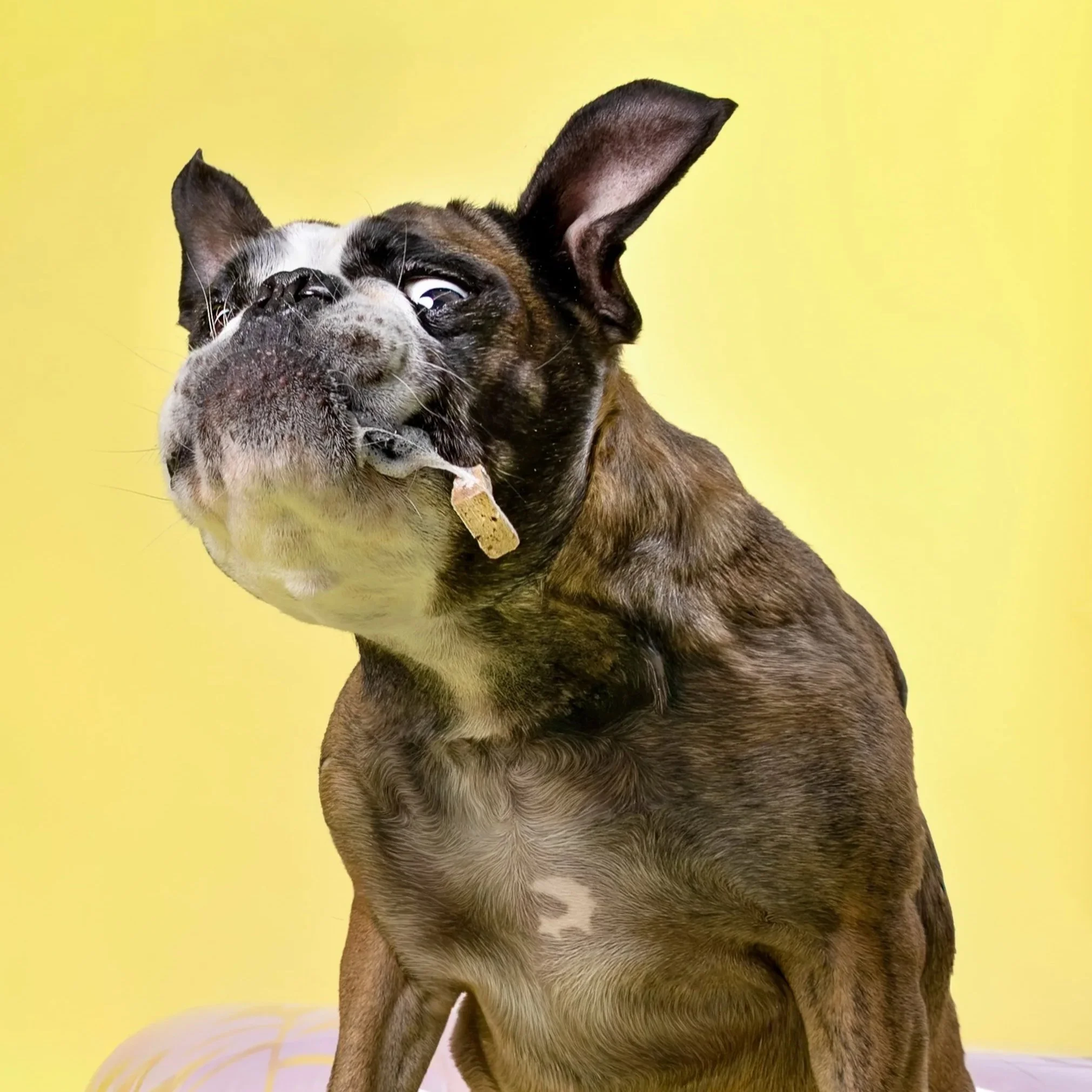 KW dog competition image — Kitchener‑Waterloo dog featured in the Pet Playoffs voting rounds.